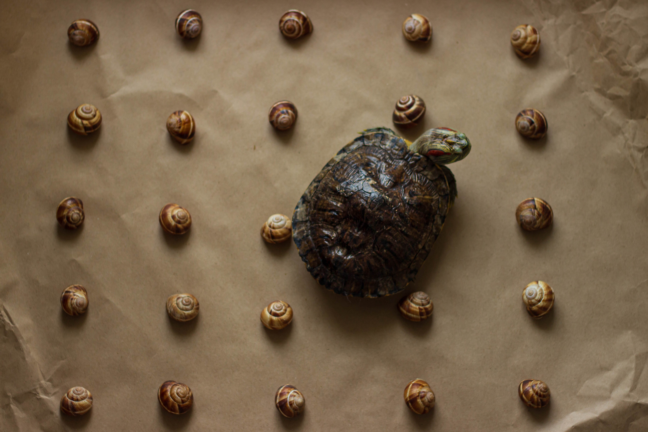 Still-life. Фотохудожник Мила Мокина-Хайруллова. Екатеринбург