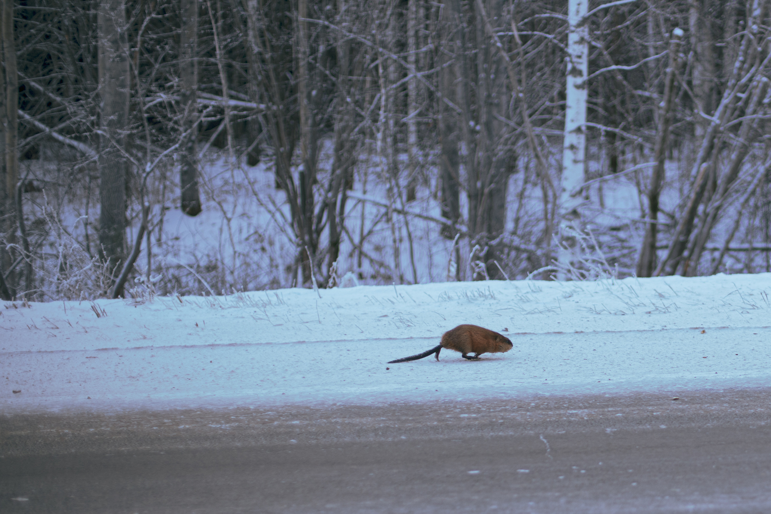Nature. Фотохудожник Мила Мокина-Хайруллова. Екатеринбург
