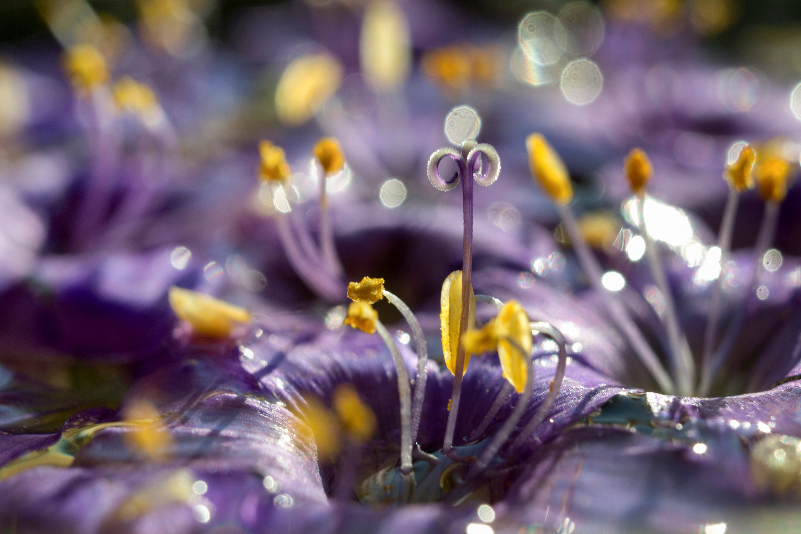 Макро. Фотограф Лагутин Анатолий