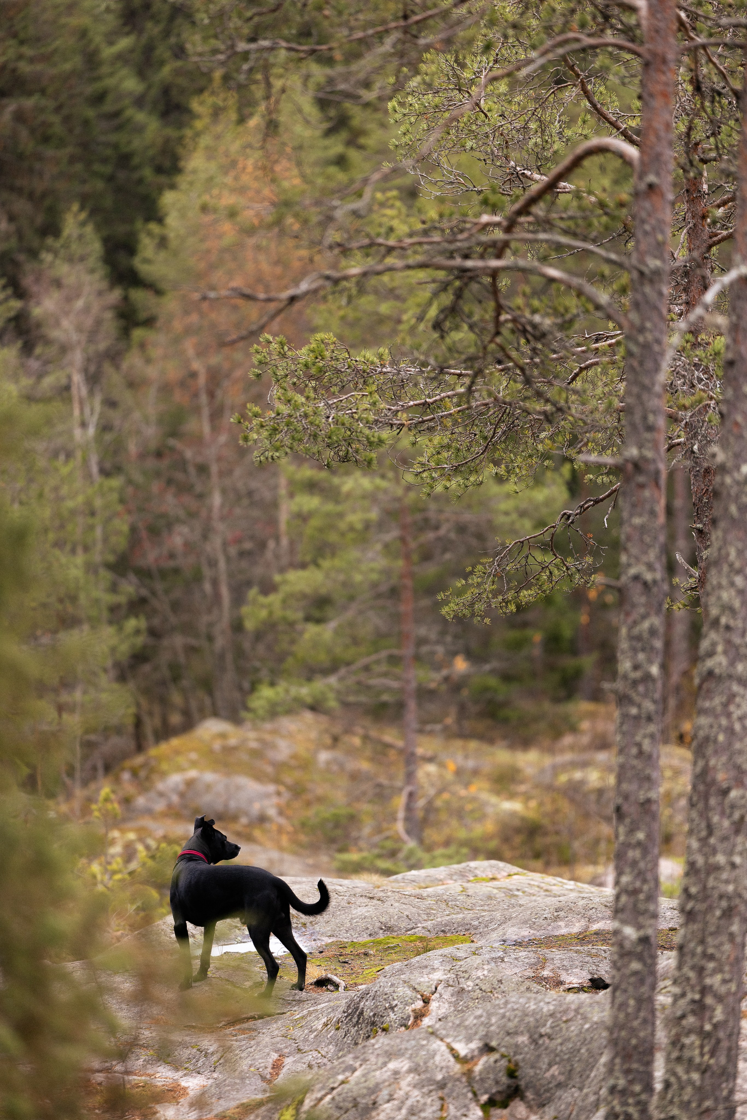 Karelia. Фотограф и видеограф анималист Аганина Дарья