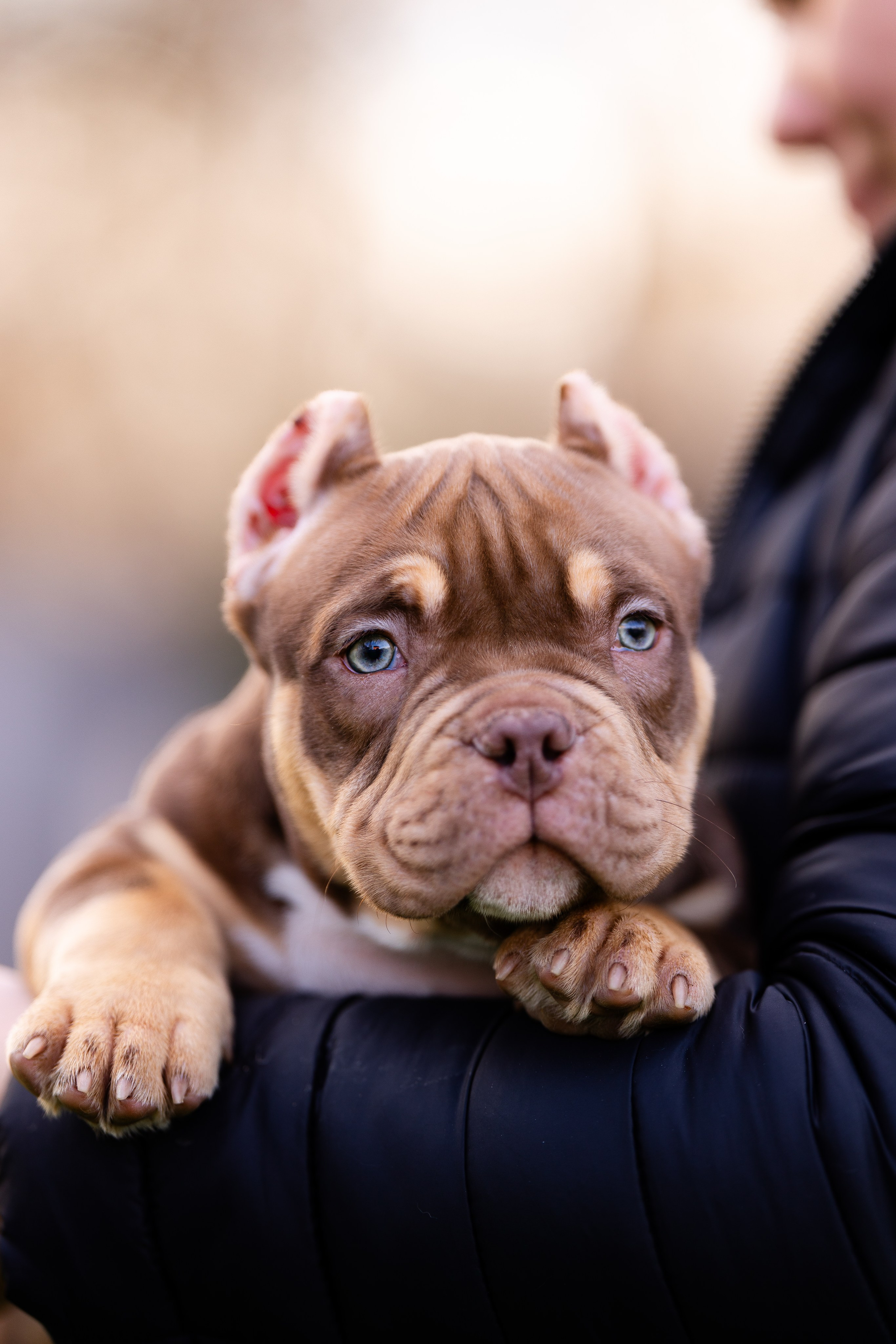 Булли. Фотограф и видеограф анималист Аганина Дарья