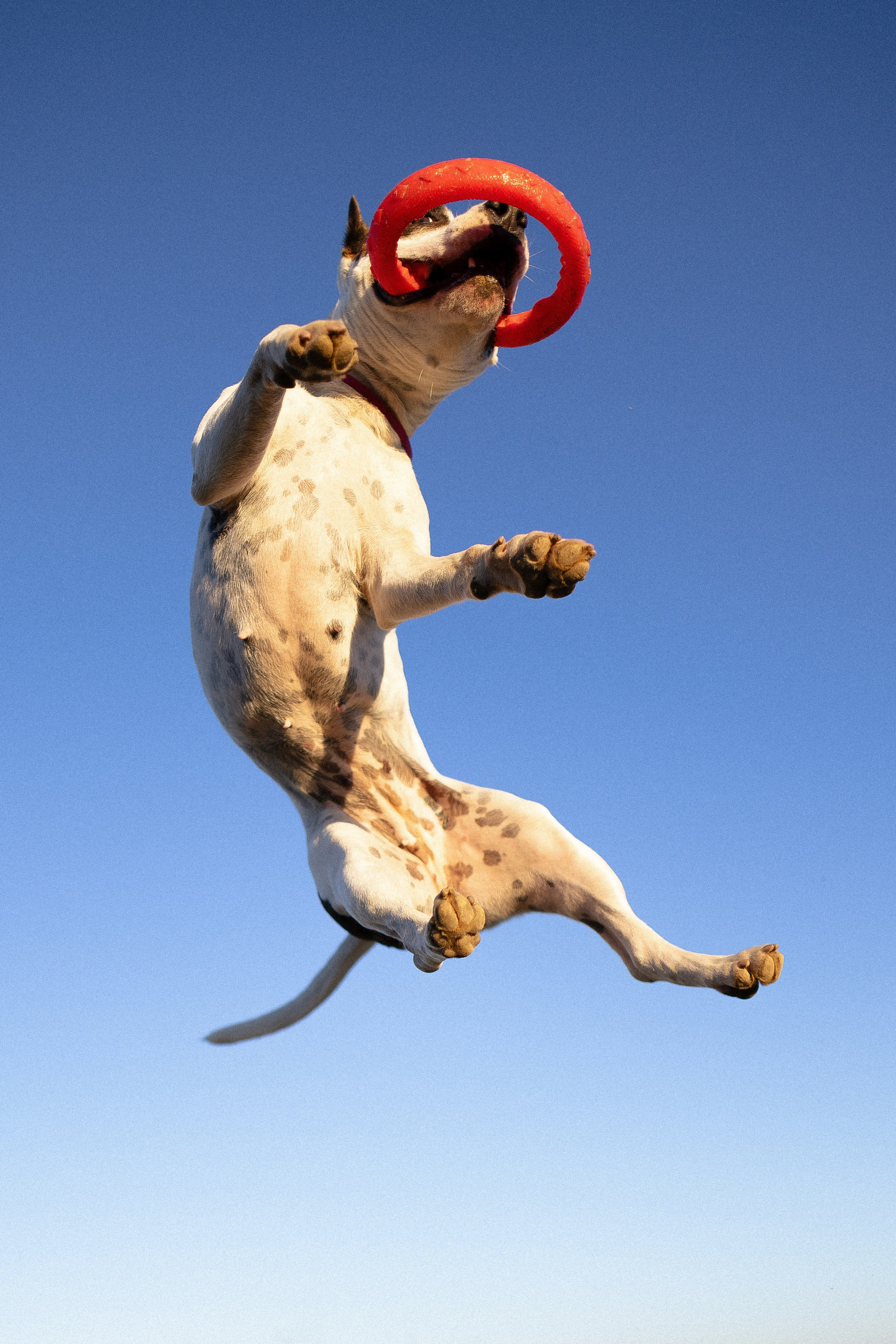 Женя, Афра и Молли. Фотограф и видеограф анималист Аганина Дарья