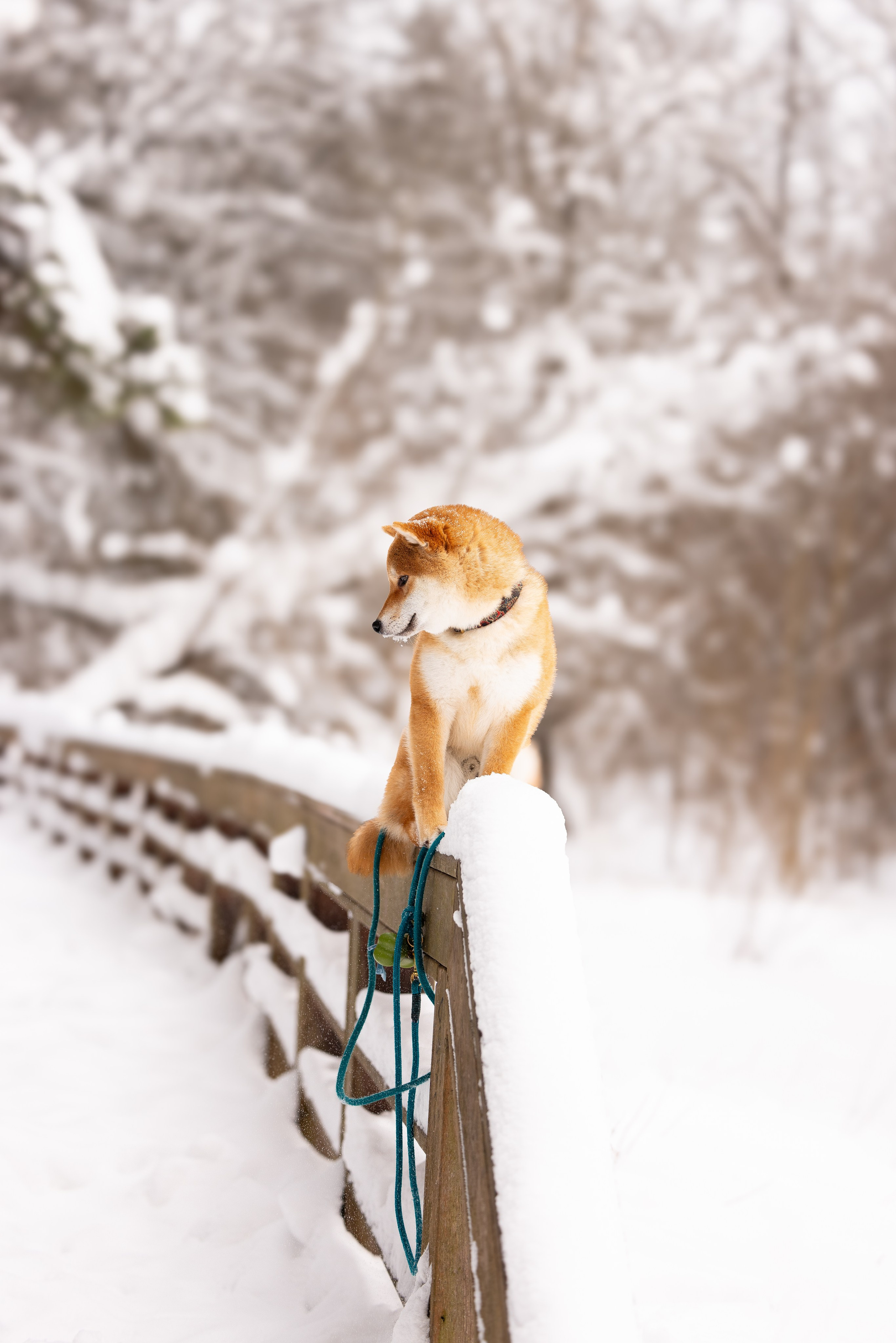 Юми, Серж и Тоши. Фотограф и видеограф анималист Аганина Дарья