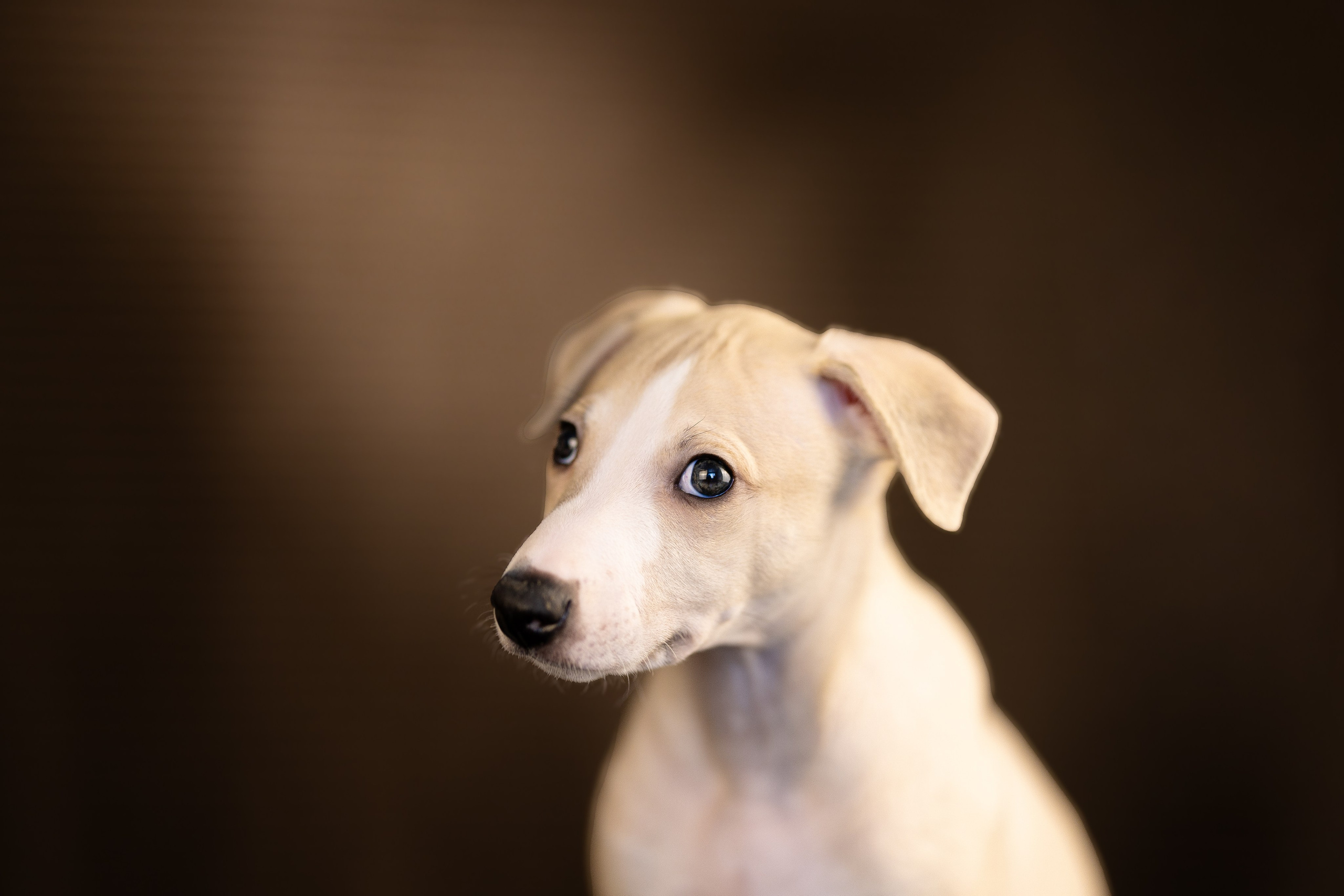 Уиппет. Фотограф и видеограф анималист Аганина Дарья