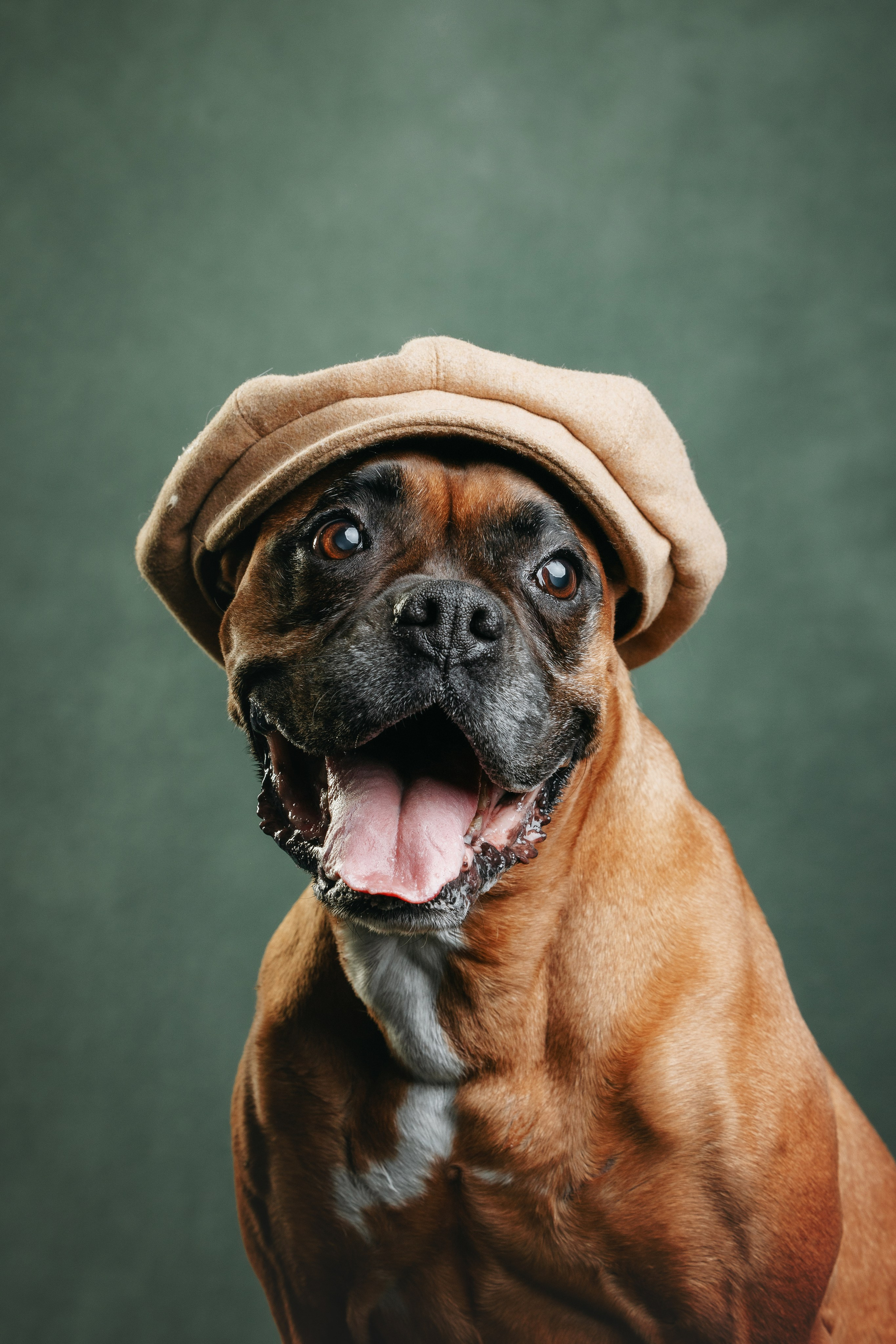 Боксер Челси. Фотограф анималист Осипчикова Мария