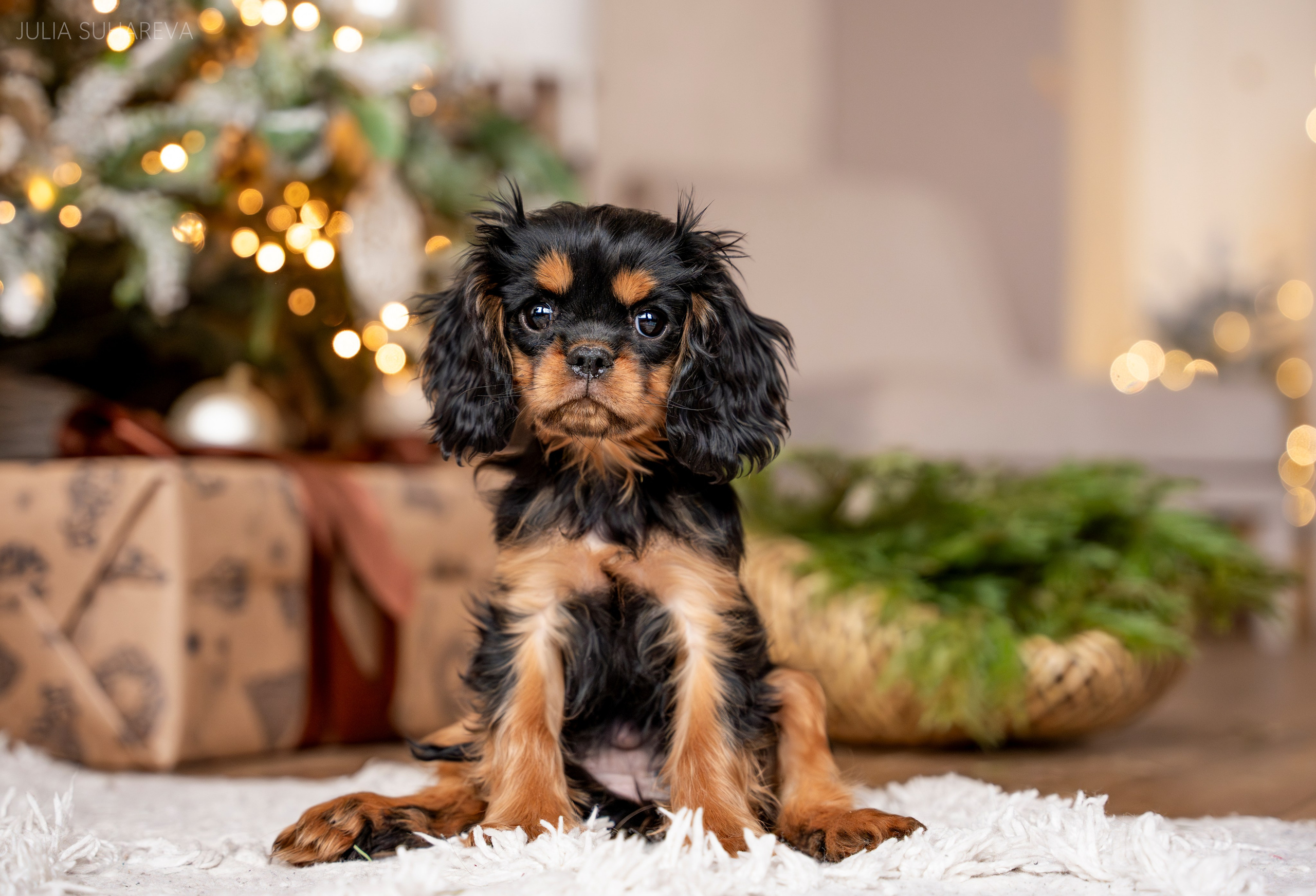 Щенки Кавалер кинг-чарльз-спаниель (Новый год). Главная