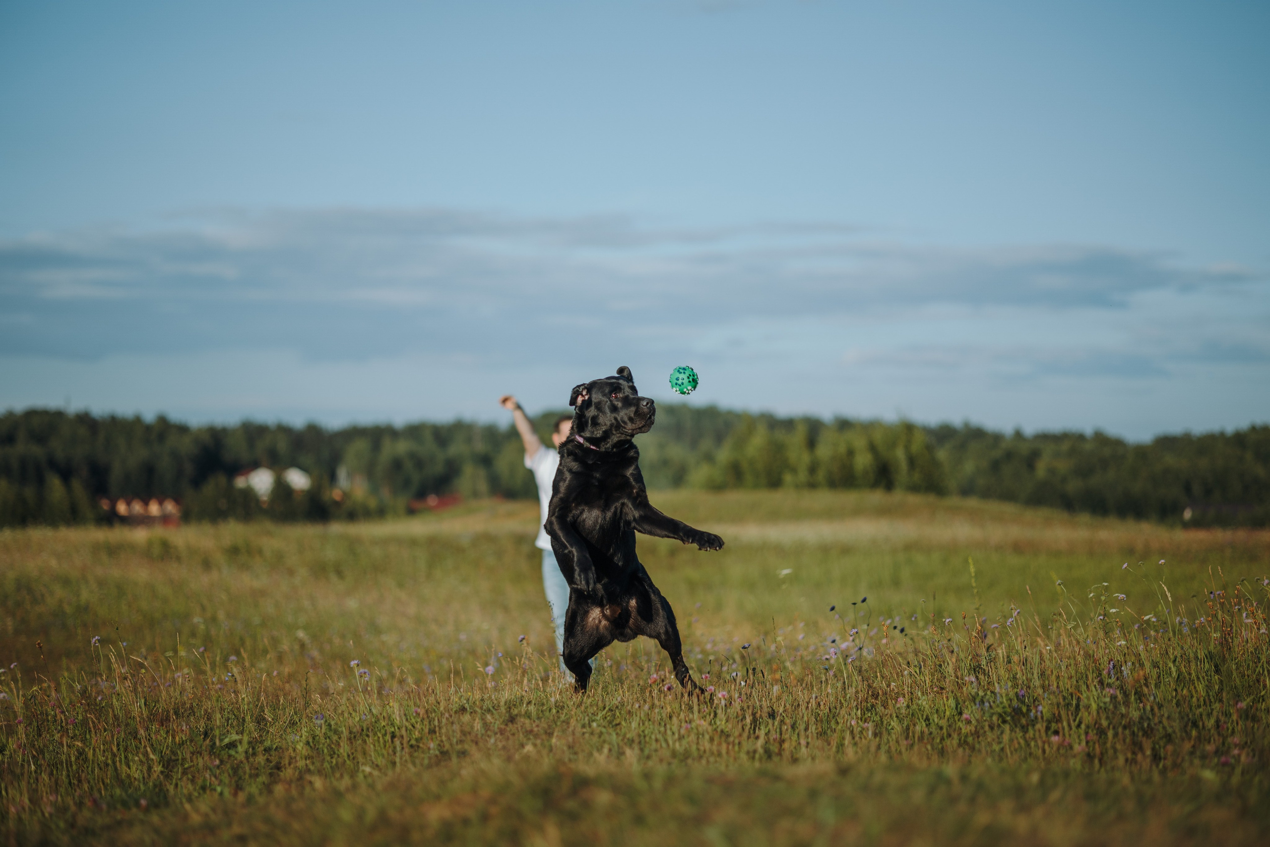 Бомбей и его семья. Фотограф — Анималист | Санкт-Петербург