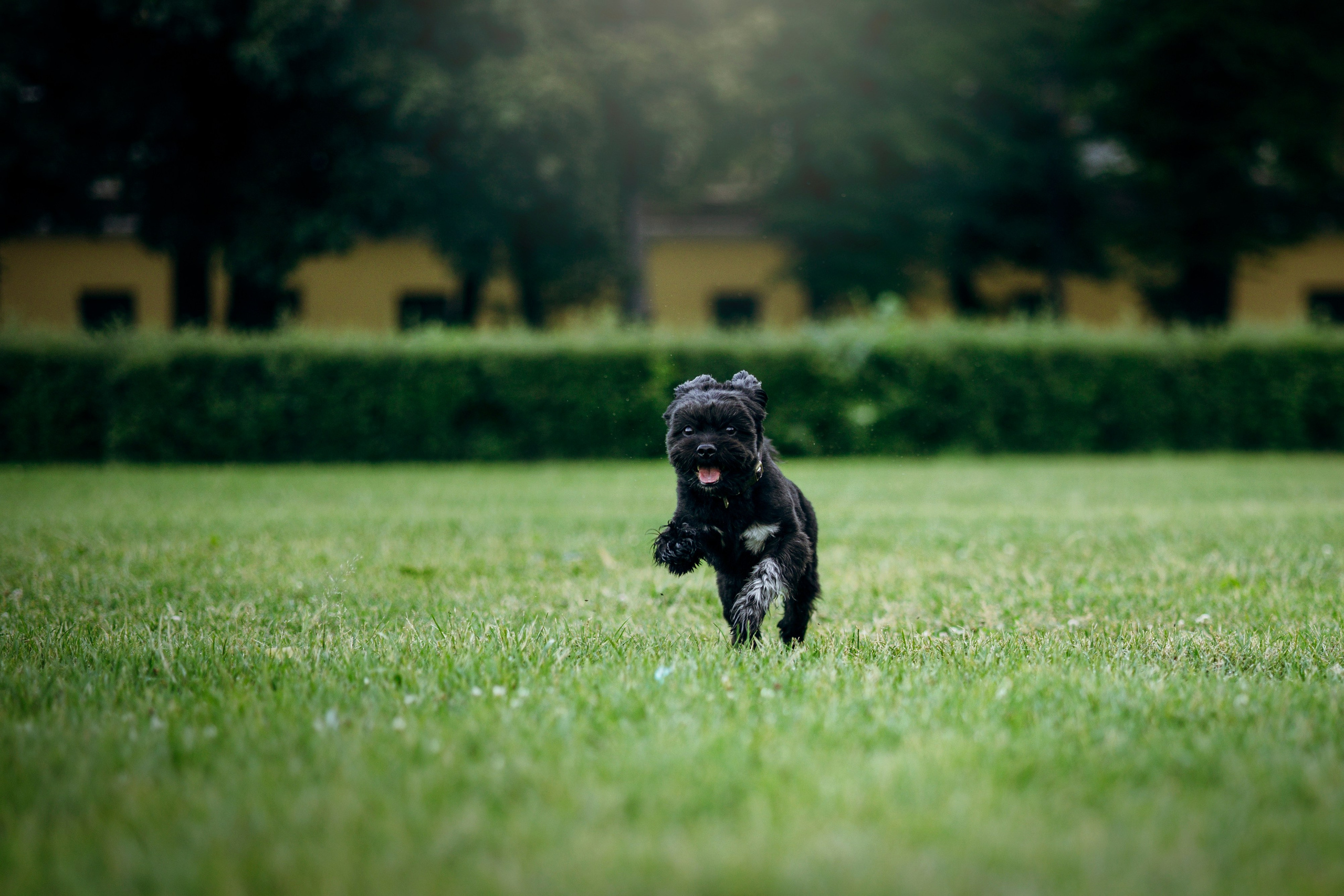 Даша и Борис. Фотограф — Анималист | Санкт-Петербург