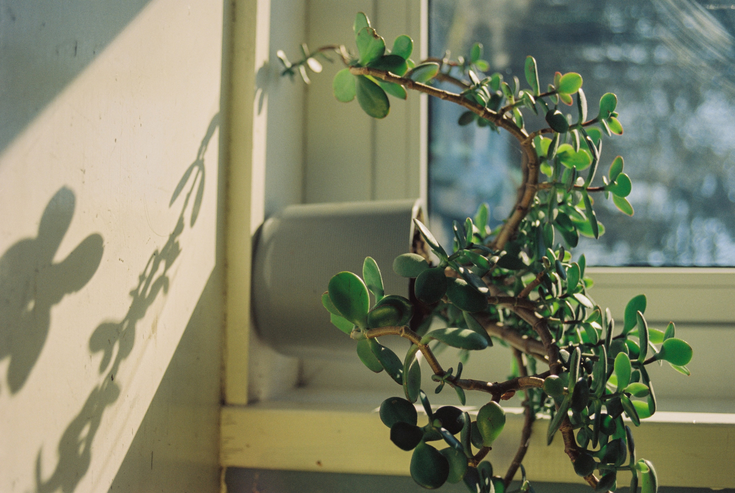 Плёночная весна 2025. Илья Михачёв Фотограф ПРО людей