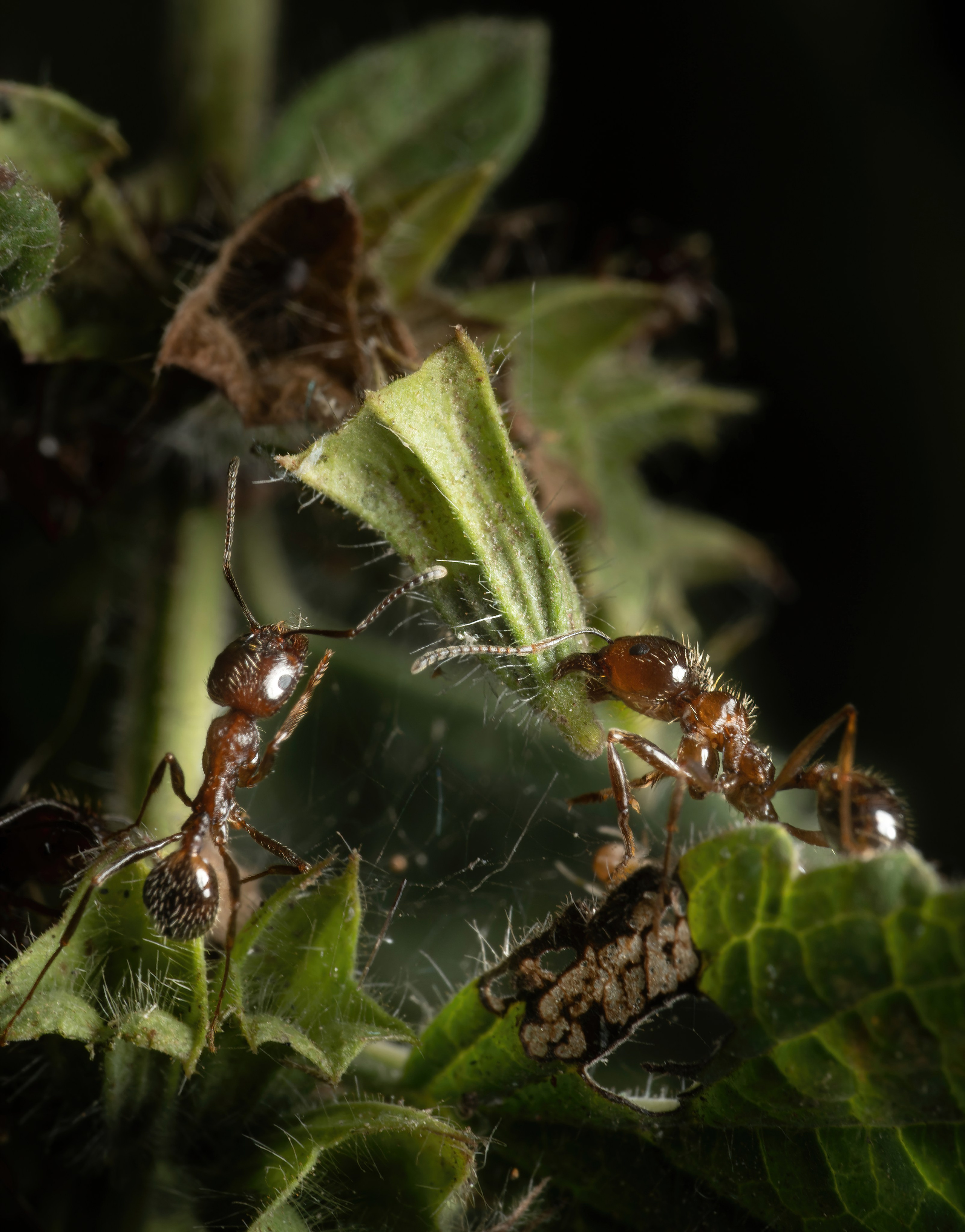Муравьи. Oles Paritskiy