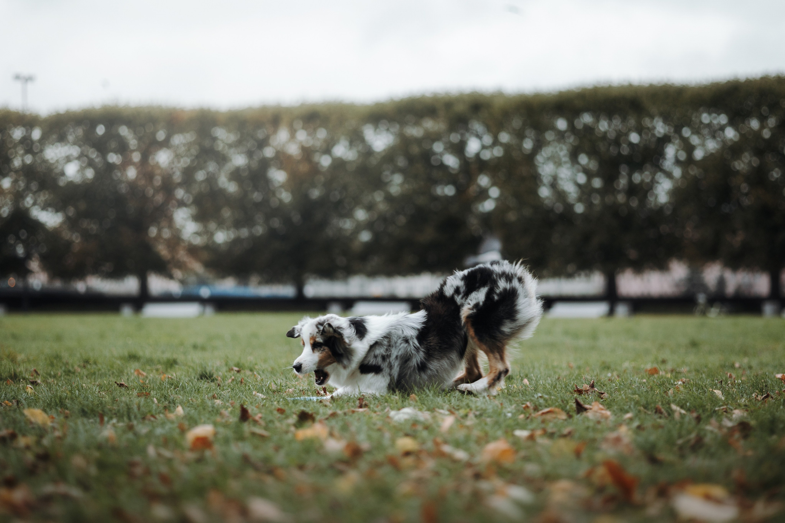 Ирина и Кайса. Фотограф — Анималист | Санкт-Петербург