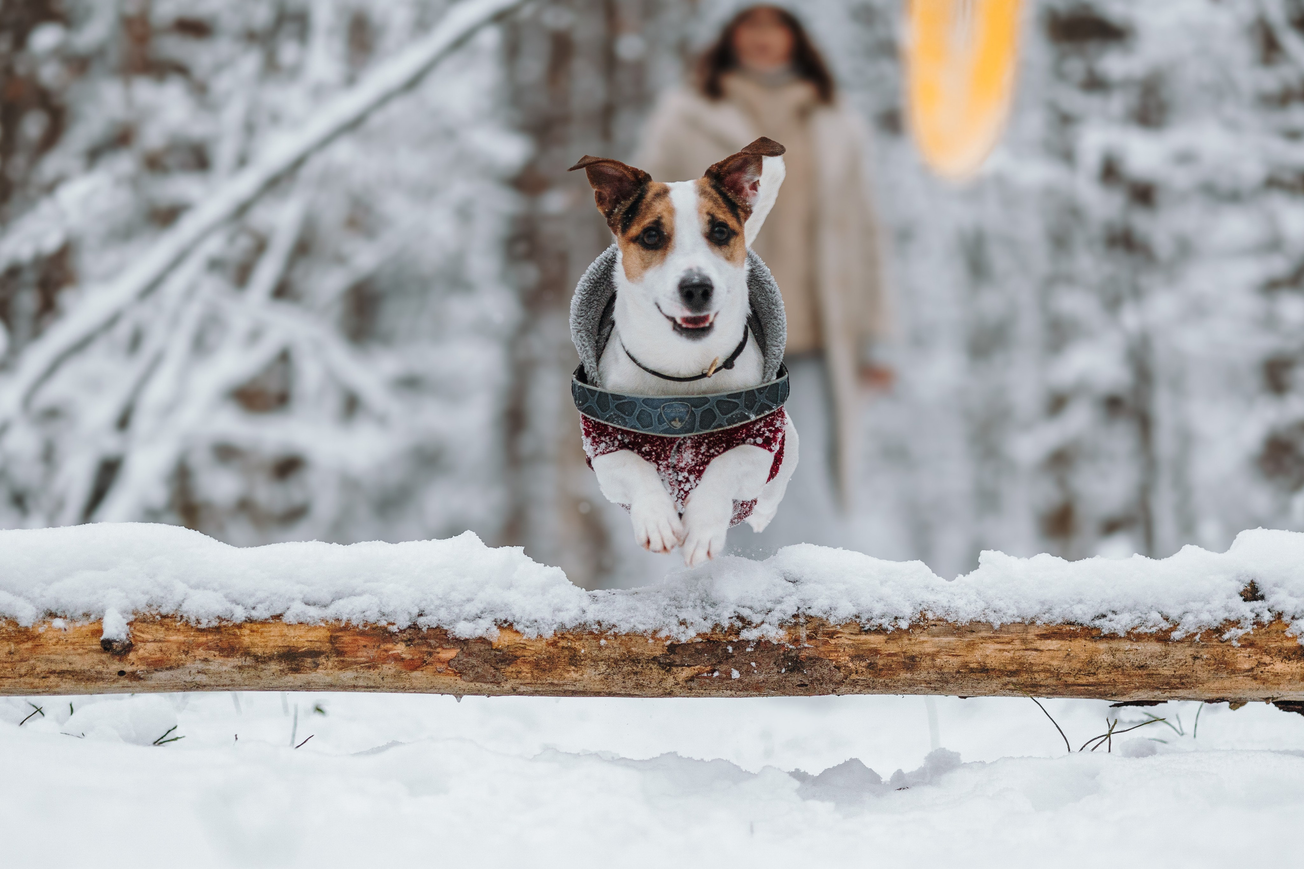 Мики и его семья. Фотограф — Анималист | Санкт-Петербург