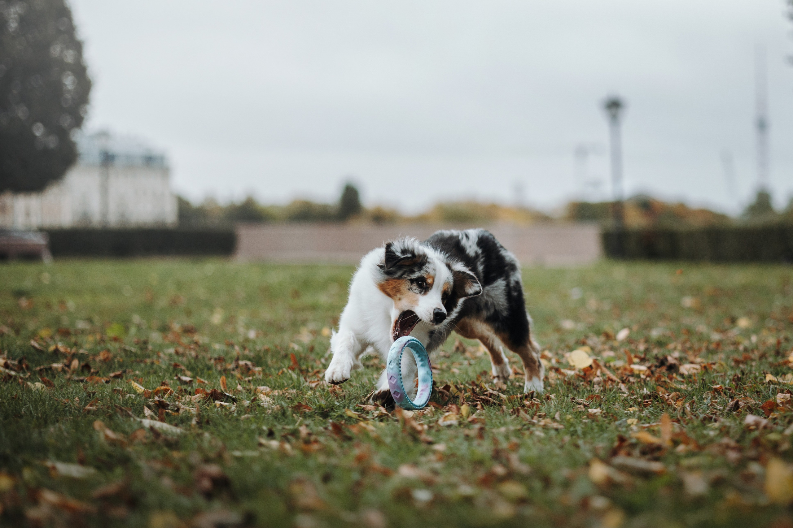 Ирина и Кайса. Фотограф — Анималист | Санкт-Петербург