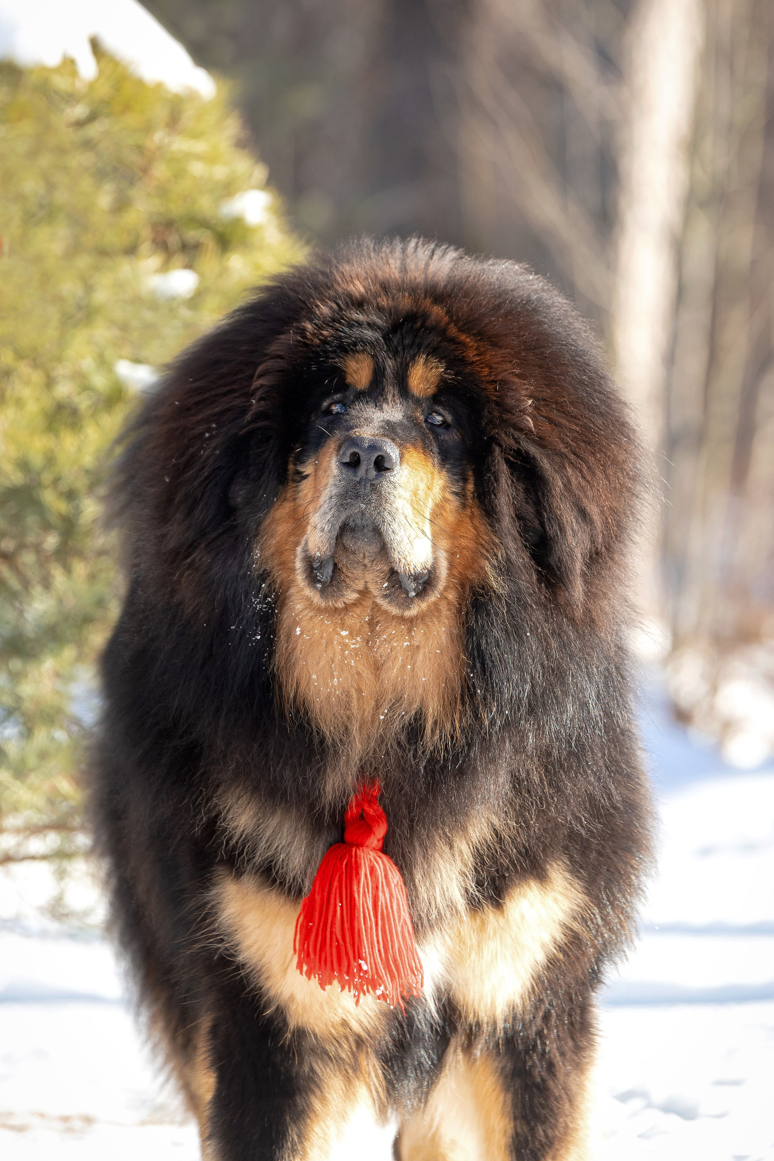 Самбу. Юлия Микульская. Рыбинск