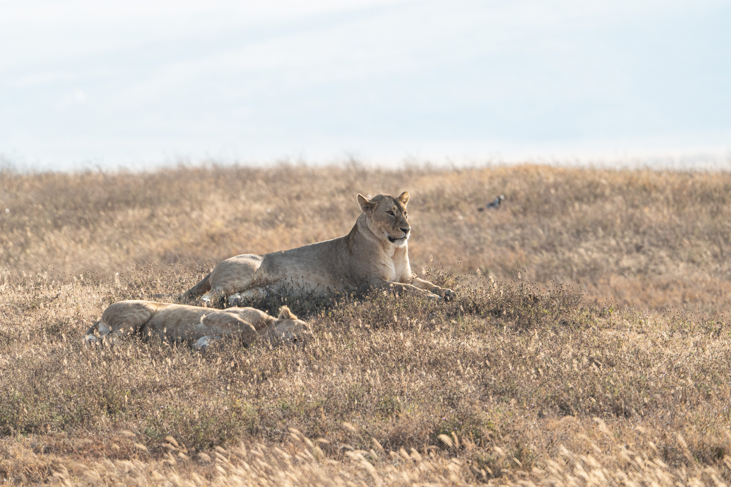 Танзания, сафари, 2025. Творческие сьемки