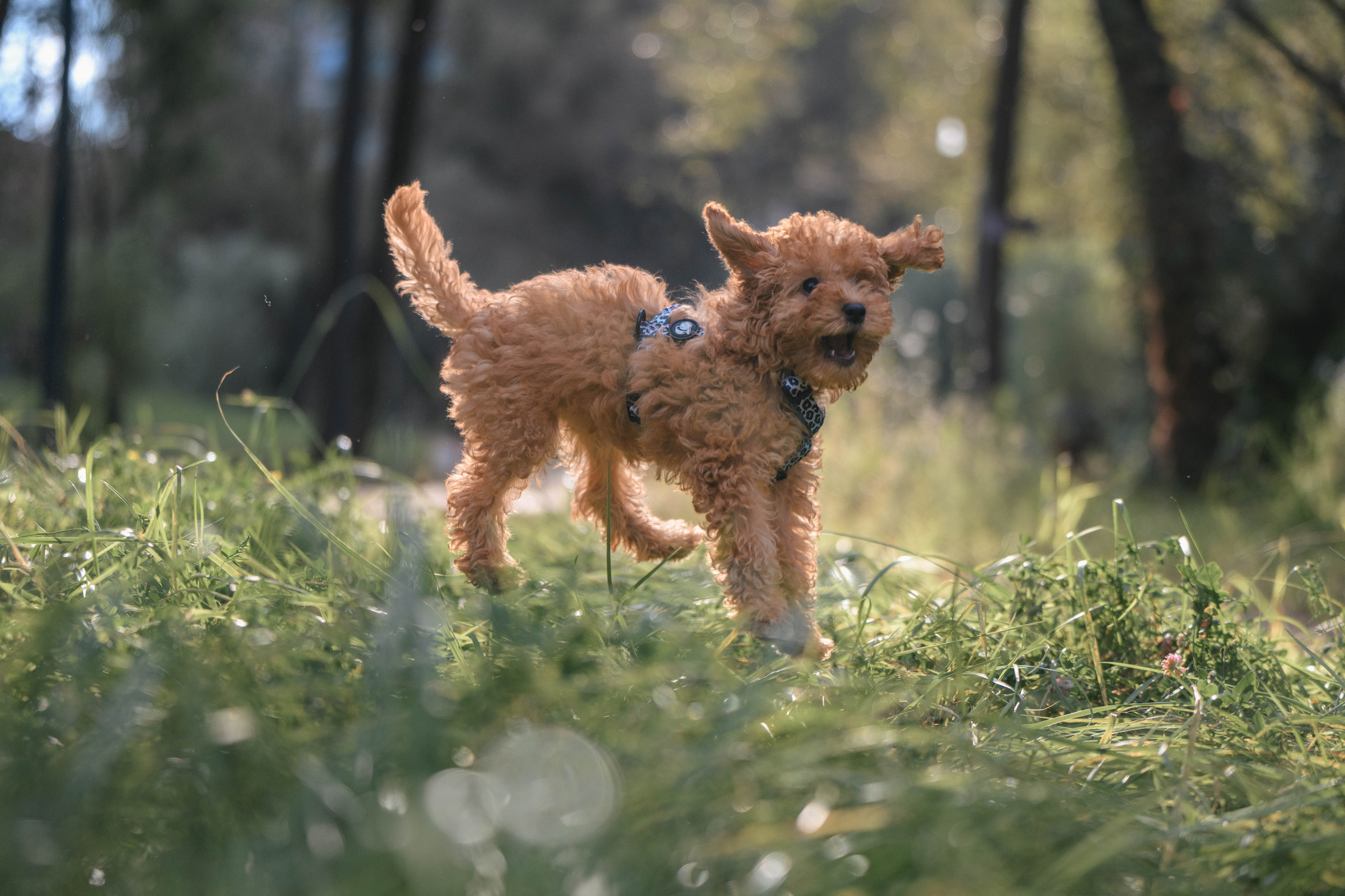 Щенок той-пуделя. Фотограф Анималист в Москве Анастасия Жучкова