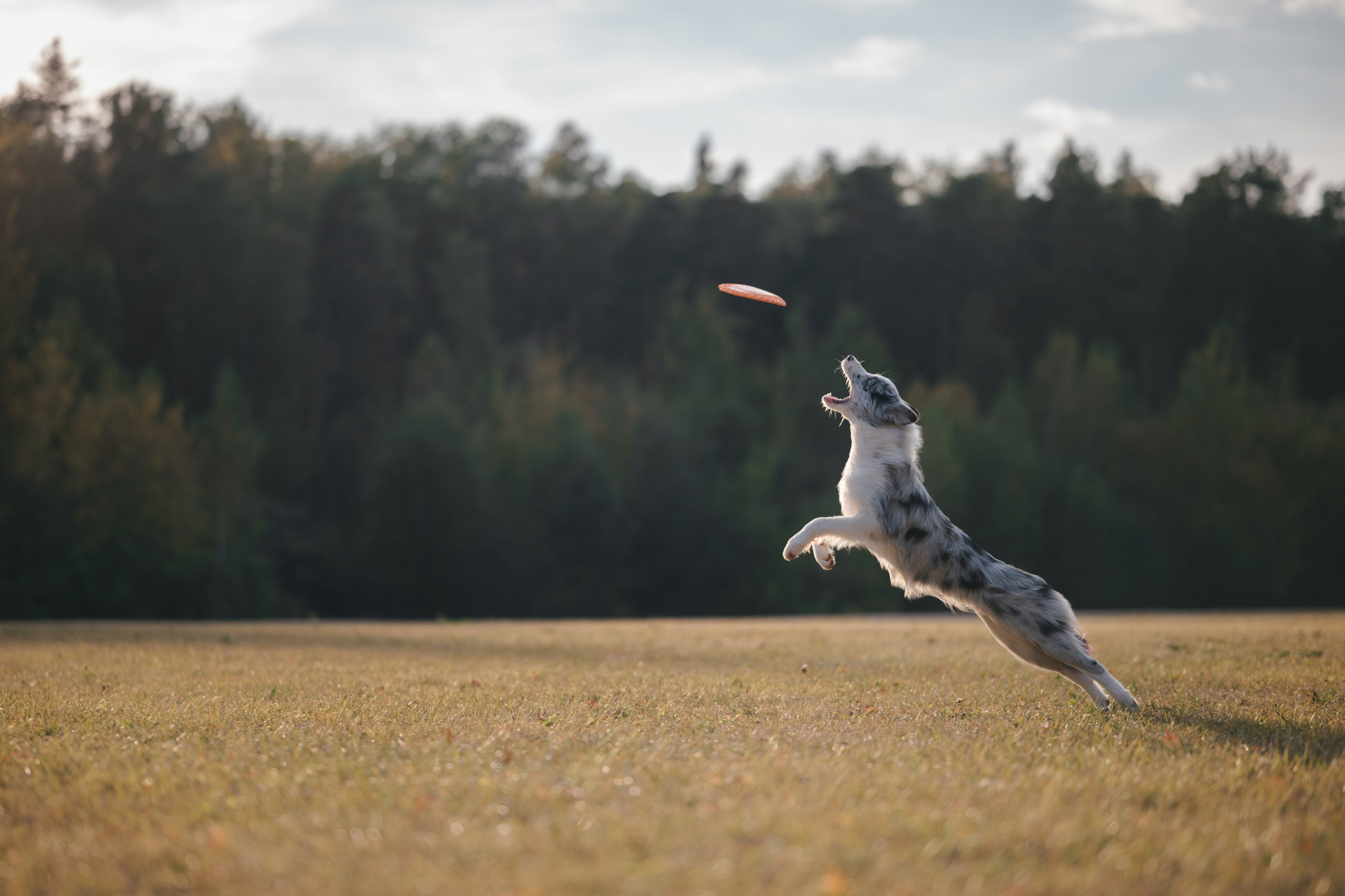 Бордерколли и фрисби. Фотограф Анималист в Москве Анастасия Жучкова