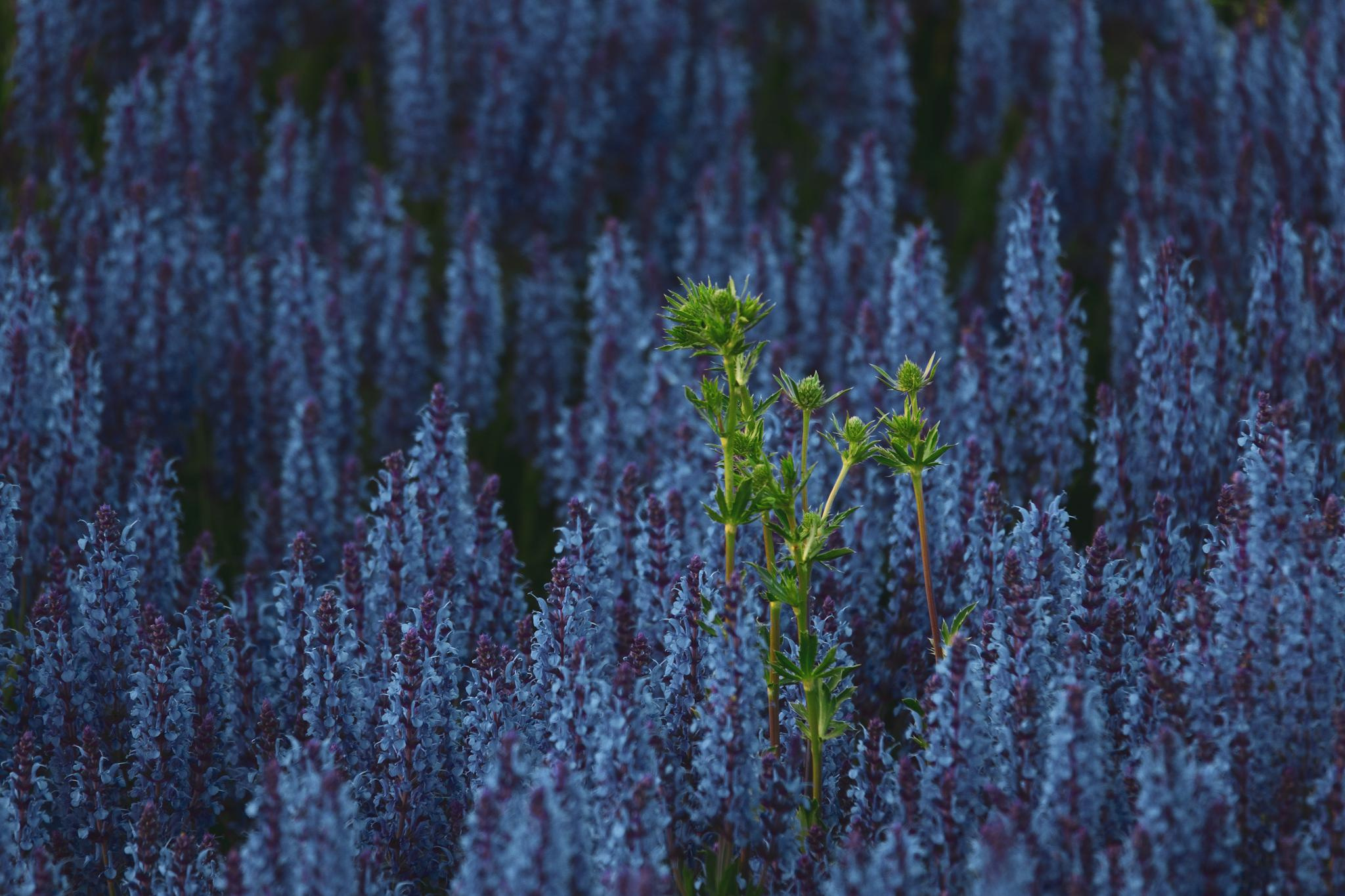 Общее портфолио. Фотограф в Москве Сергей Коршунов