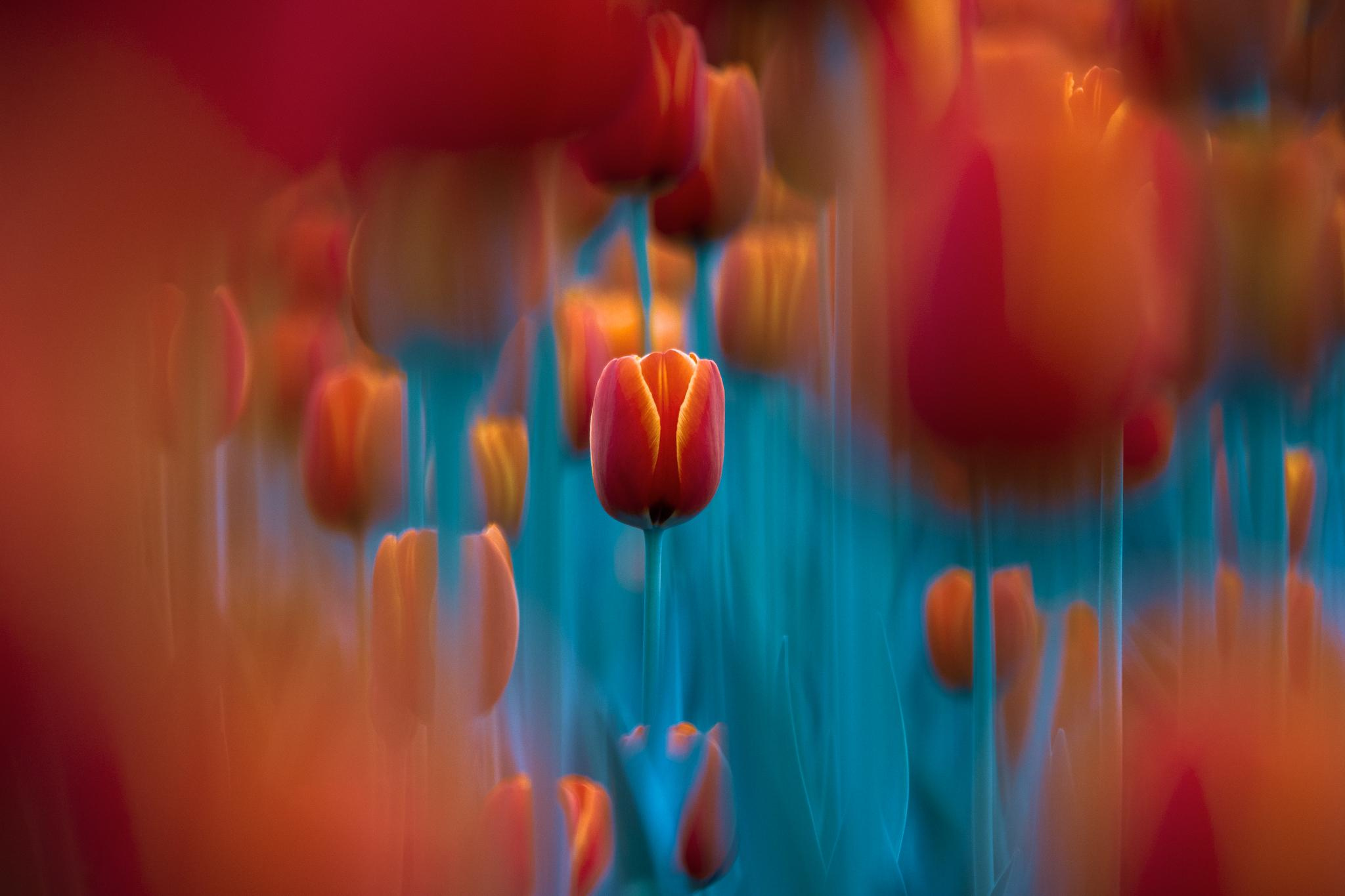 Общее портфолио. Фотограф в Москве Сергей Коршунов