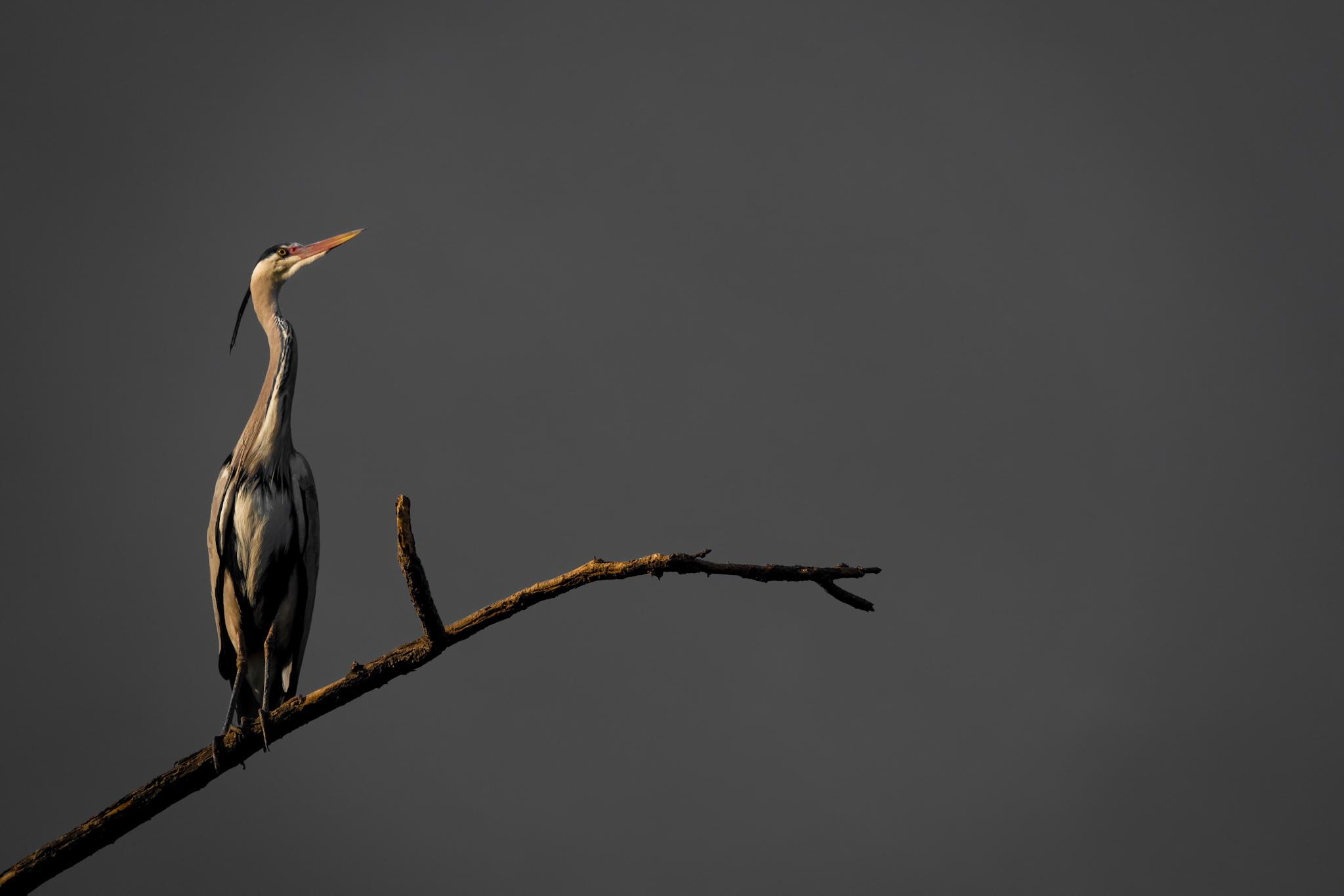 Общее портфолио. Фотограф в Москве Сергей Коршунов