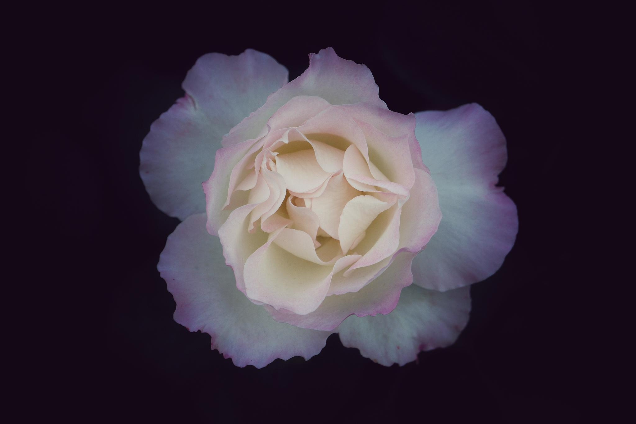 Общее портфолио. Фотограф в Москве Сергей Коршунов