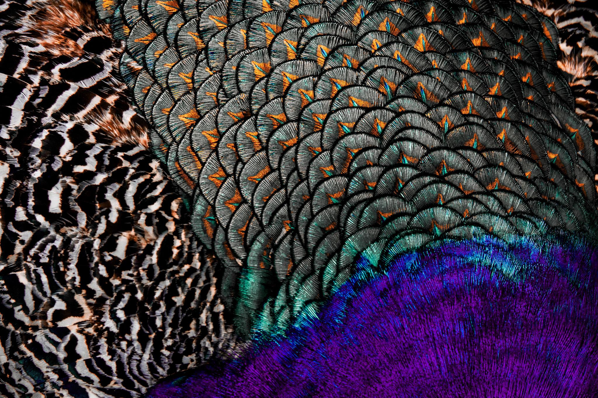 Общее портфолио. Фотограф в Москве Сергей Коршунов