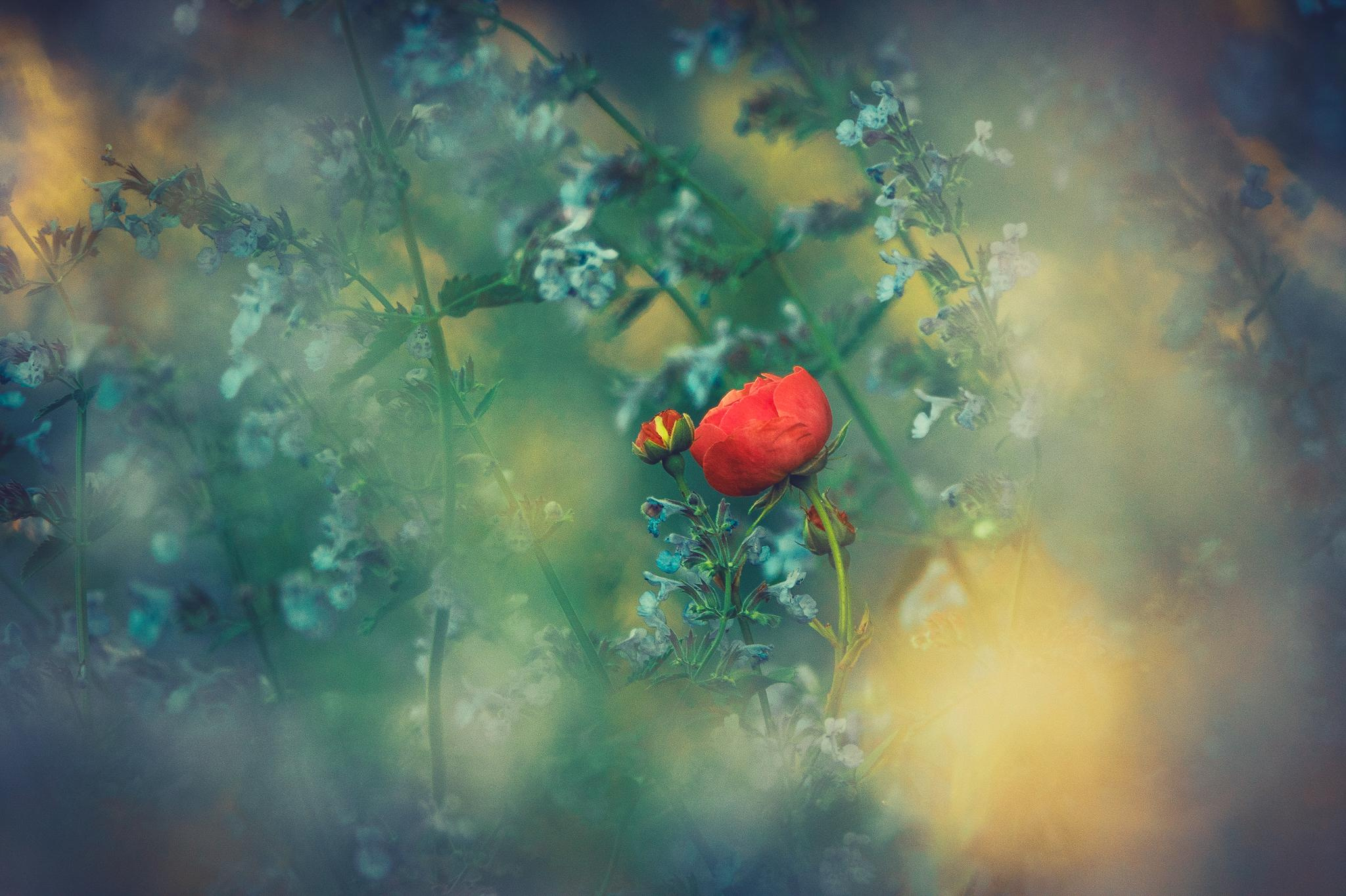 Общее портфолио. Фотограф в Москве Сергей Коршунов