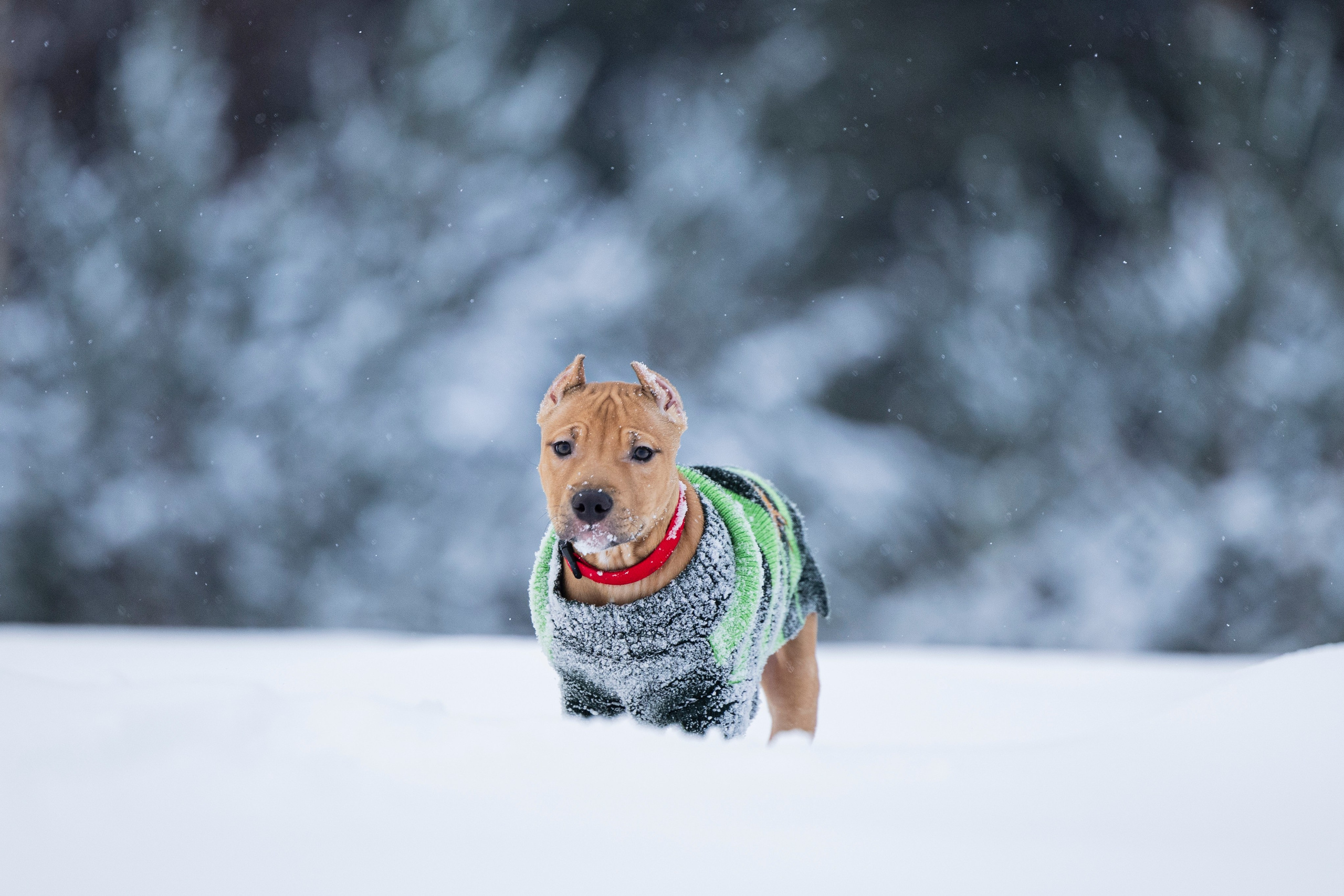 Миура. Фотограф-анималист Анна Маринич