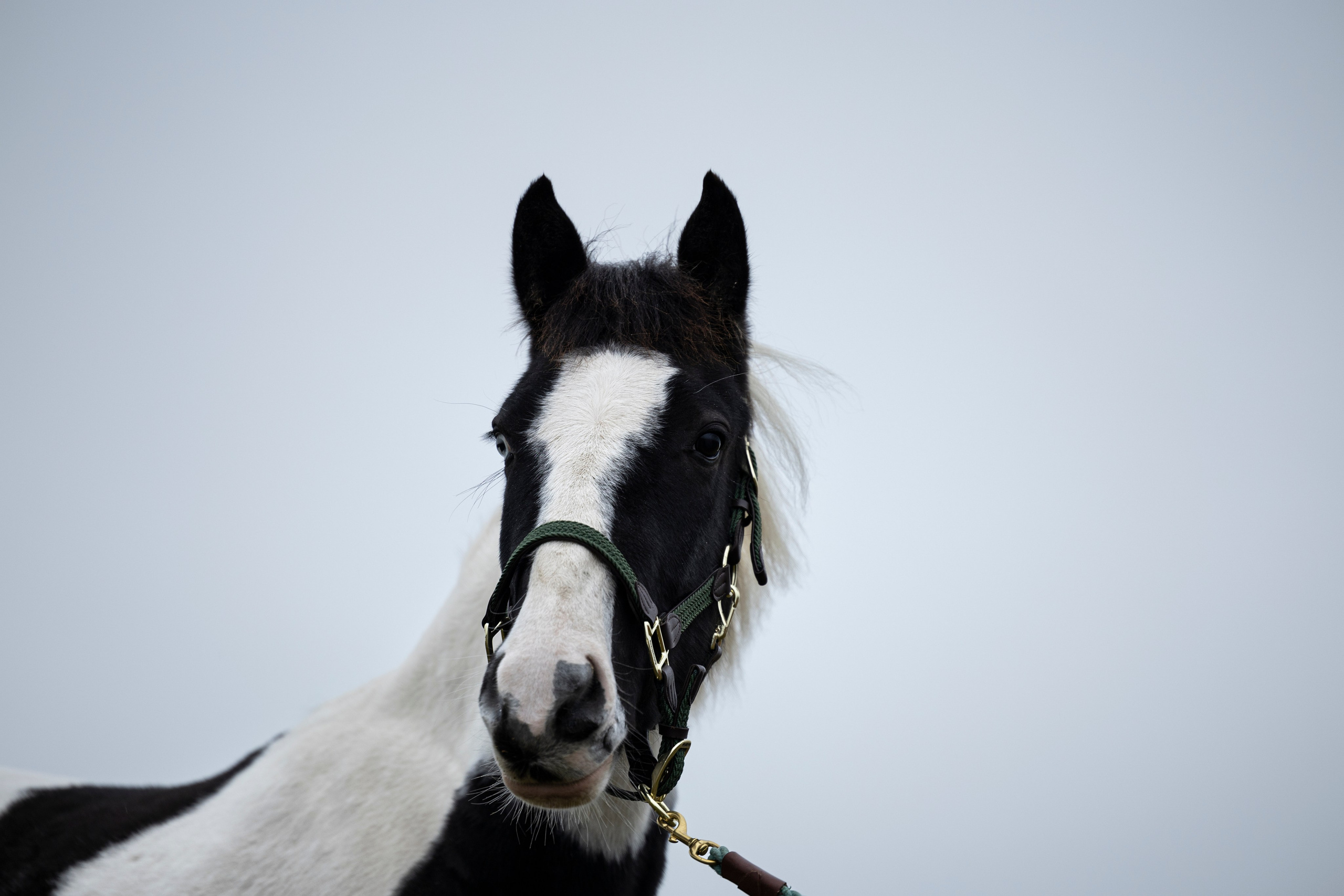 Дракарис и Кейси. Фотограф-анималист Анна Маринич