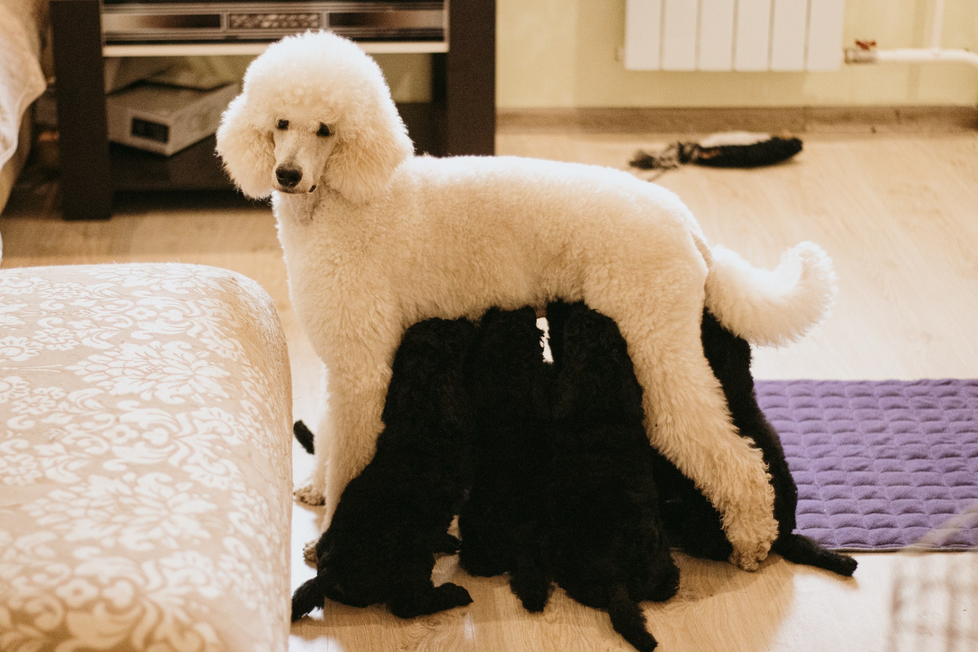 Щенки пуделя. Фотограф в Тюмени Лизавета Сапицкая