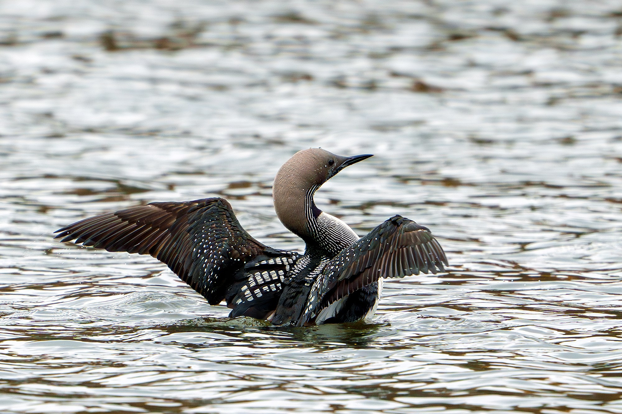 Удивительные мир птиц. Вокруг нас столько прекрасного — присмотритесь!. Ваш личный фотограф Марина Волкова