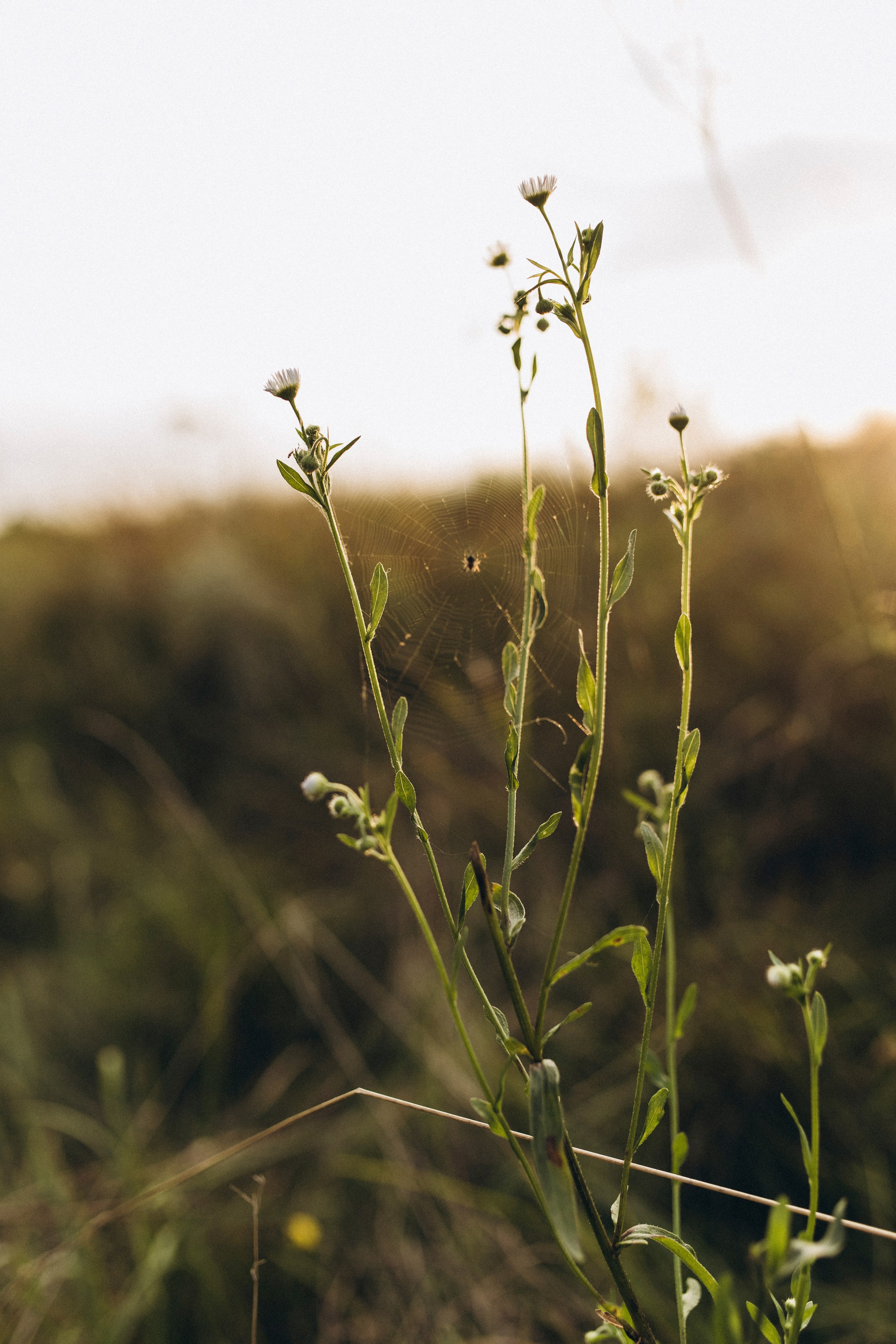 Летняя история Насти и Полины. Семейный и детский фотограф Башкатова Дарья Старый Оскол