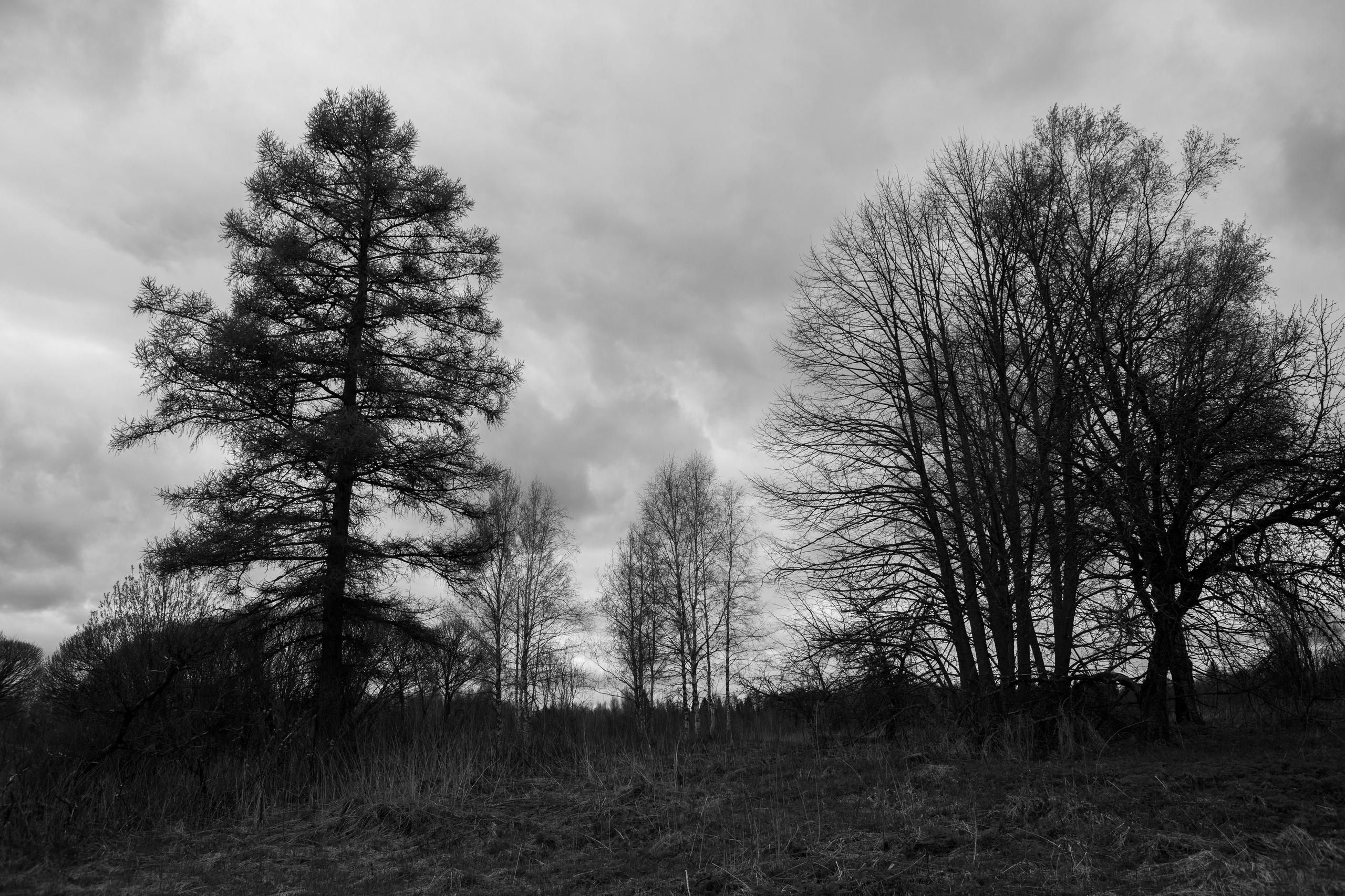 Хранитель лесов. Портретная фотосъёмка, репортажная, контент для вашего бизнеса