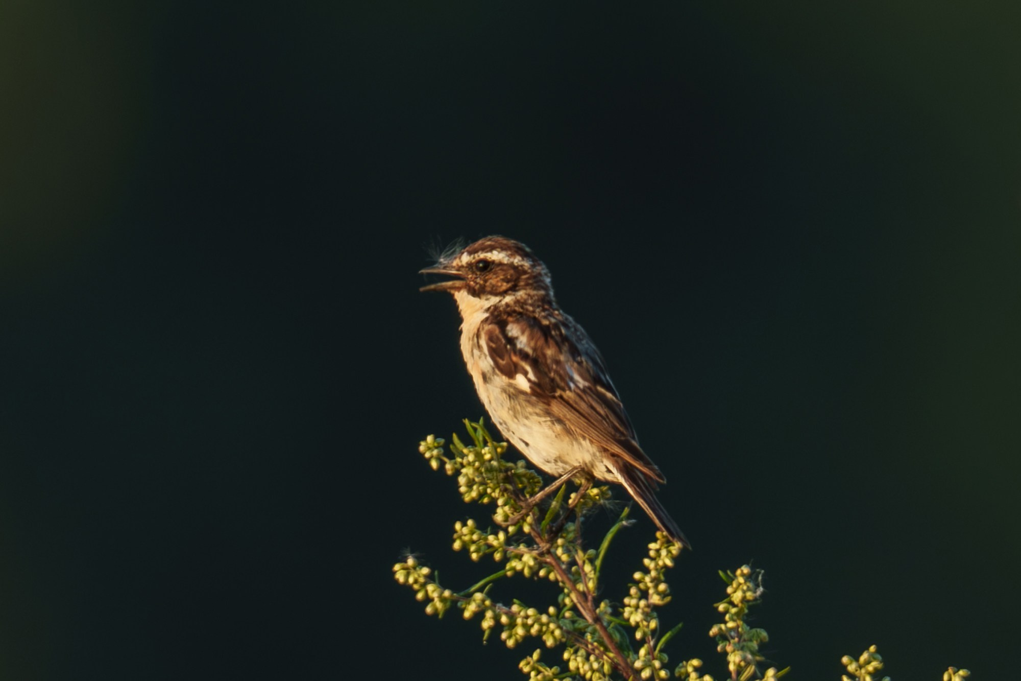 Удивительные мир птиц. Вокруг нас столько прекрасного — присмотритесь!. Ваш личный фотограф Марина Волкова