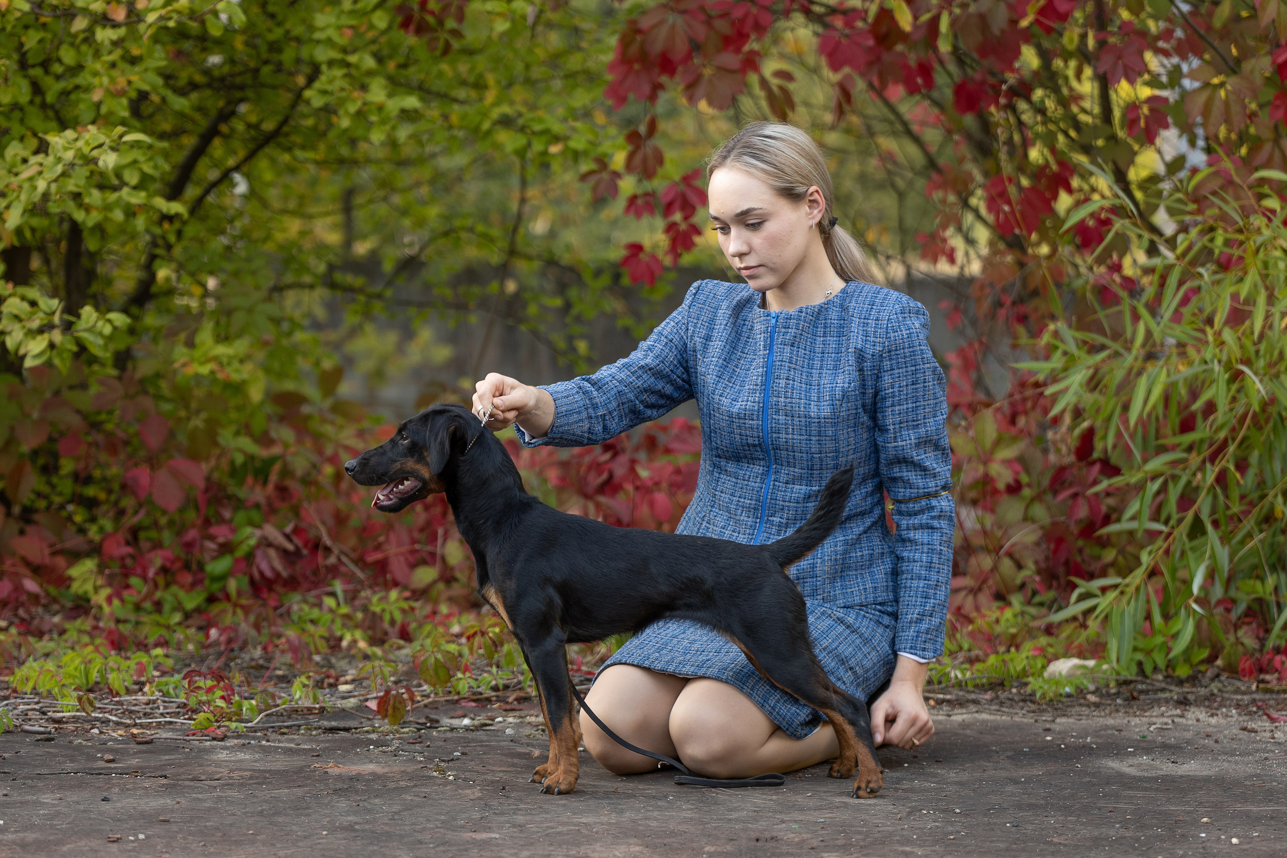 Выставка собак Орел 15.09.2024. Купить щенка Вельш-корги-кардиган в семейном питомнике — Ice Fantasy