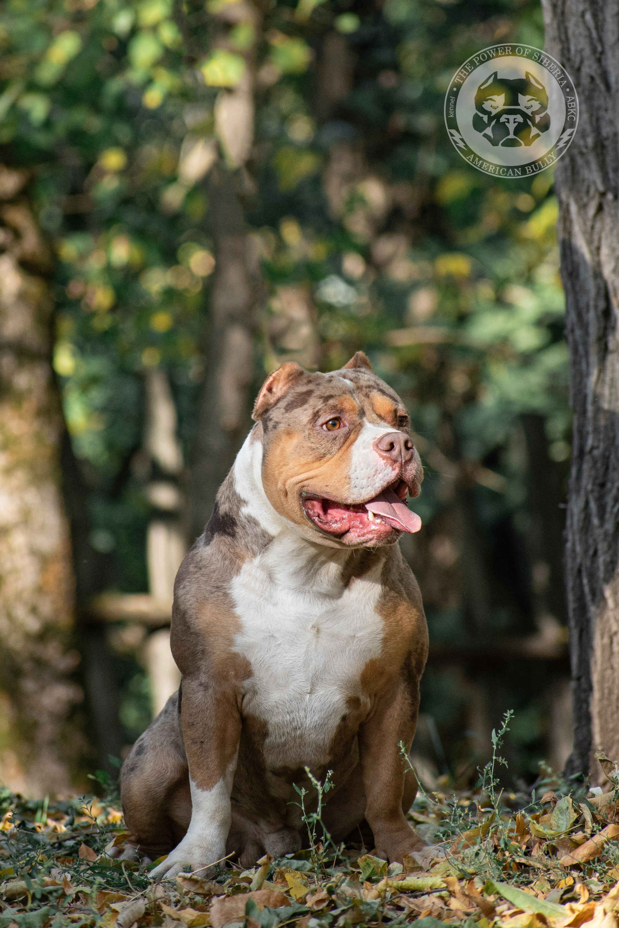 кобель на вязку Американский булли в Новокузнецке