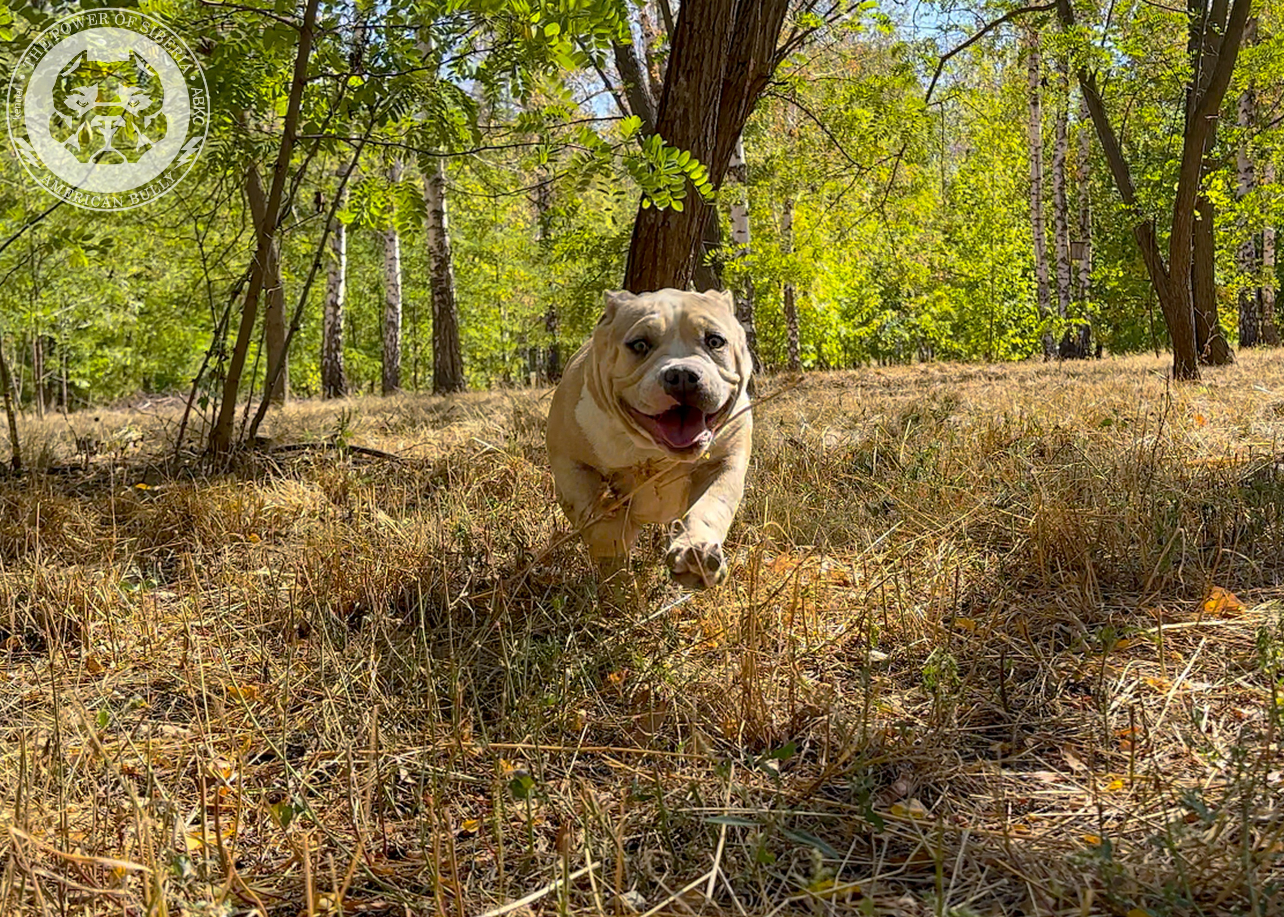 Помет Каспер и Тагира. 21.04.25. Американский Булли в г. Ростов-на-Дону. Питомник THE POWER OF SIBERIA