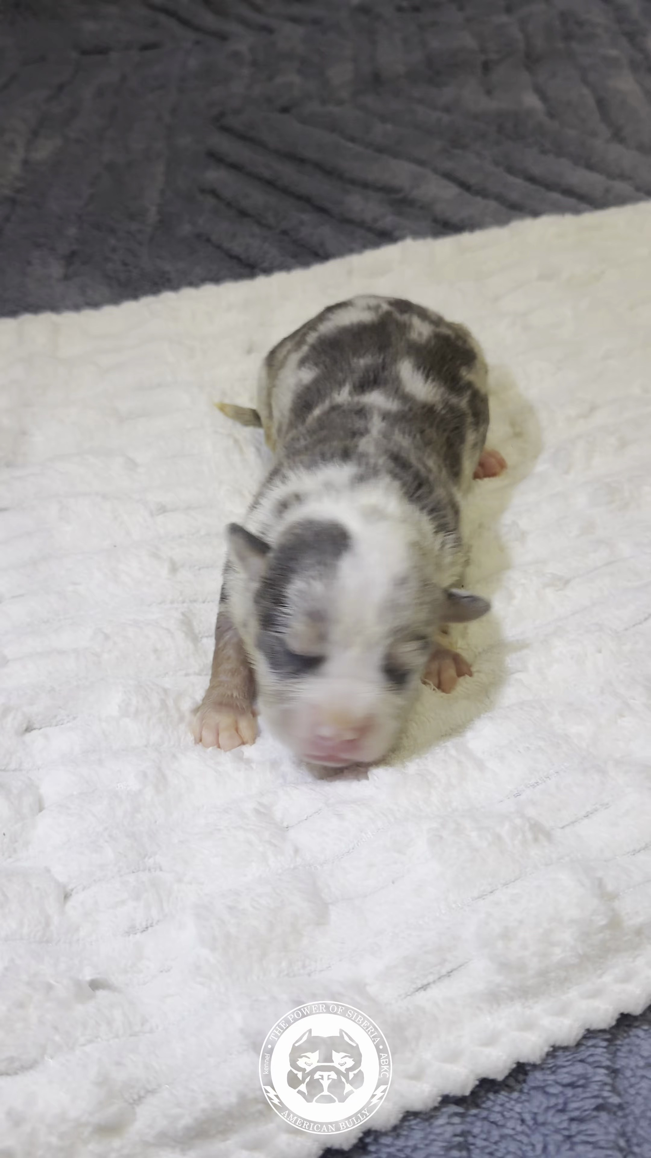 Свободные щенки Американский Булли стандарт и Свободные щенки Американский Булли классик. Американский Булли в г. Ростов-на-Дону. Питомник THE POWER OF SIBERIA