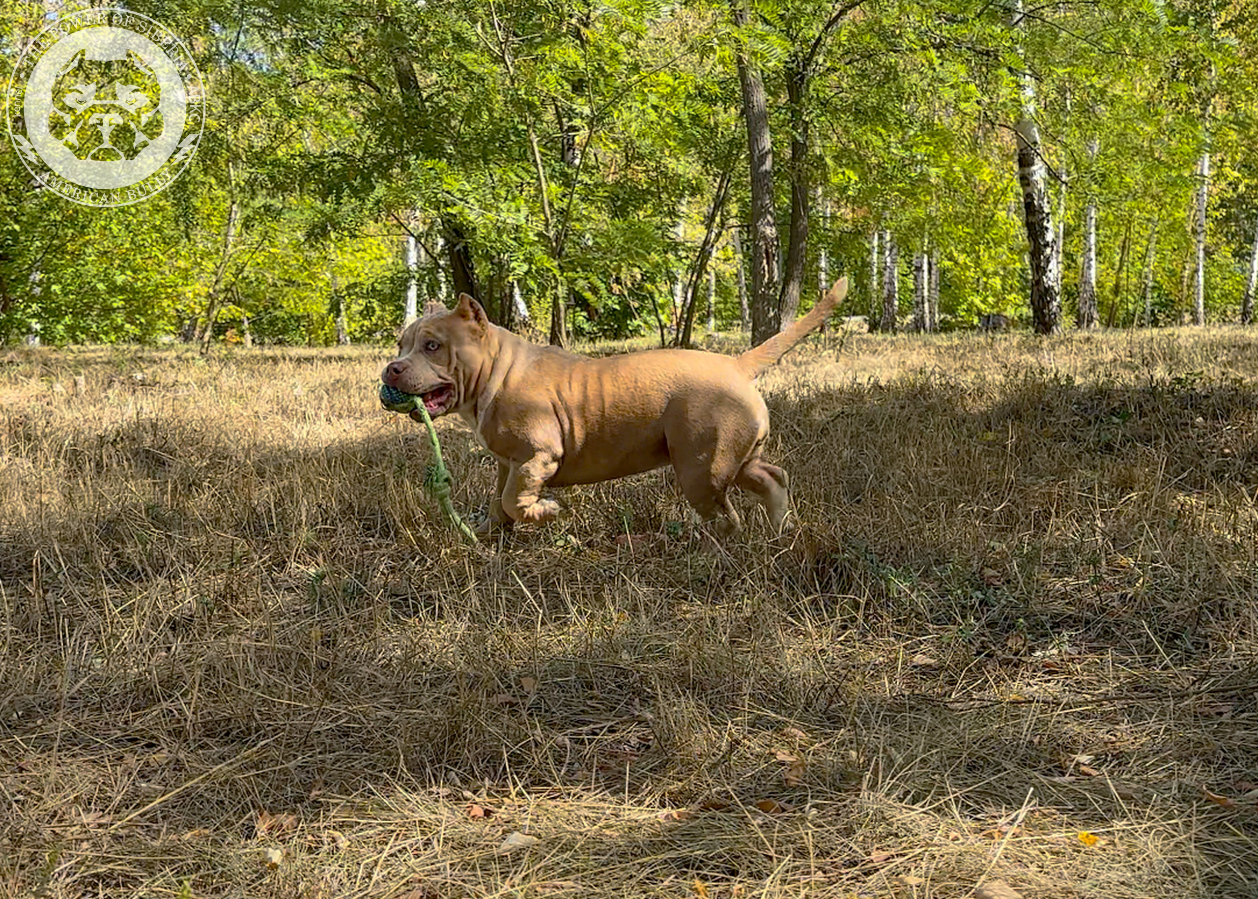 Помет Каспер и Тагира. 21.04.25. Американский Булли в г. Ростов-на-Дону. Питомник THE POWER OF SIBERIA