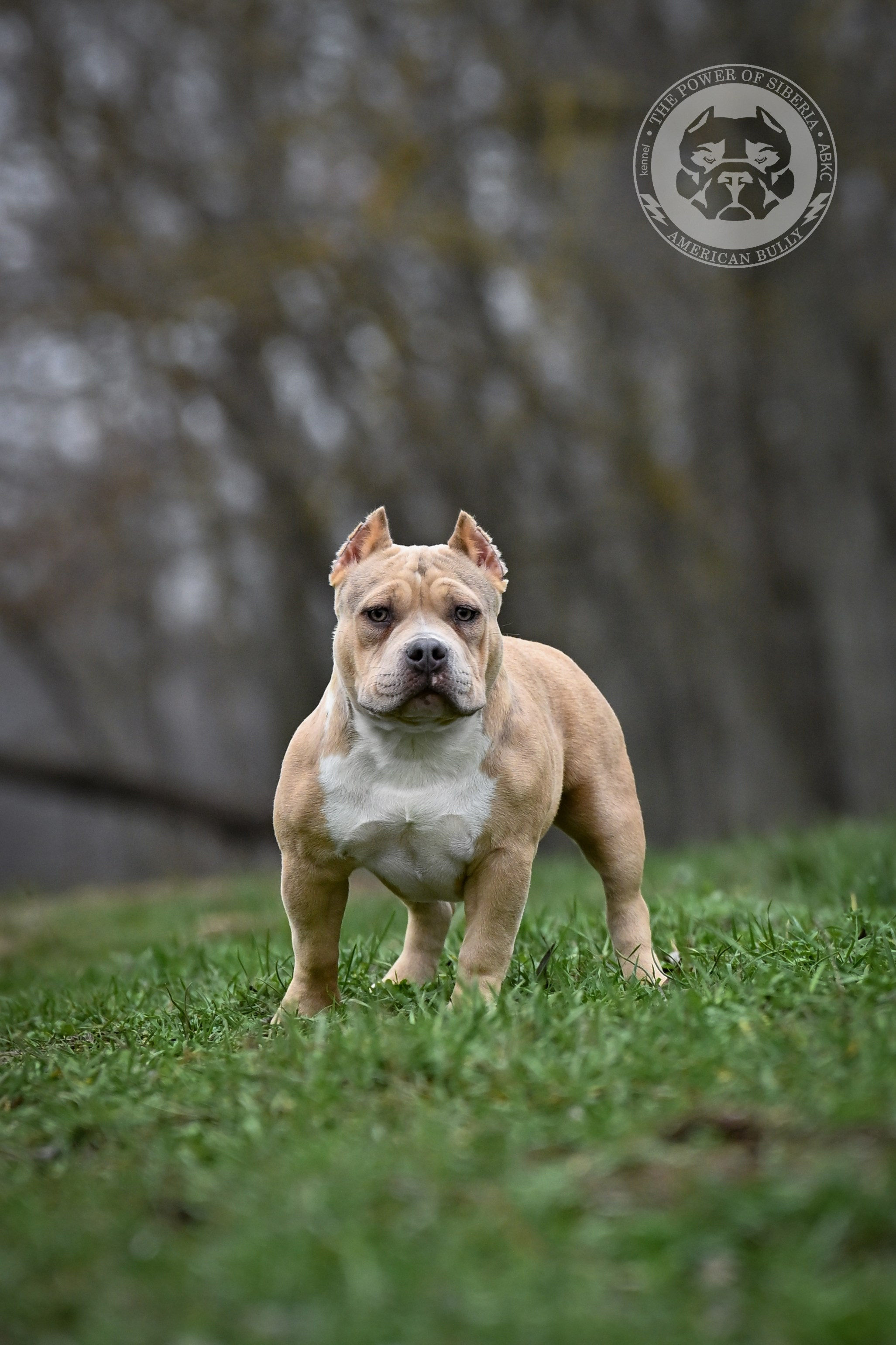 Американский булли купить щенка	в ЕКБ, Купить щенка American Bully покет	в ЕКБ, Купить щенка American Bully классик	в ЕКБ, Купить щенка American Bully стандарт	в ЕКБ, Купить щенка American Bully XL	в ЕКБ, Купить щенка American Bully экзот	в ЕКБ, American Bully щенок 	в ЕКБ, American Bully цена щенка	в ЕКБ, 