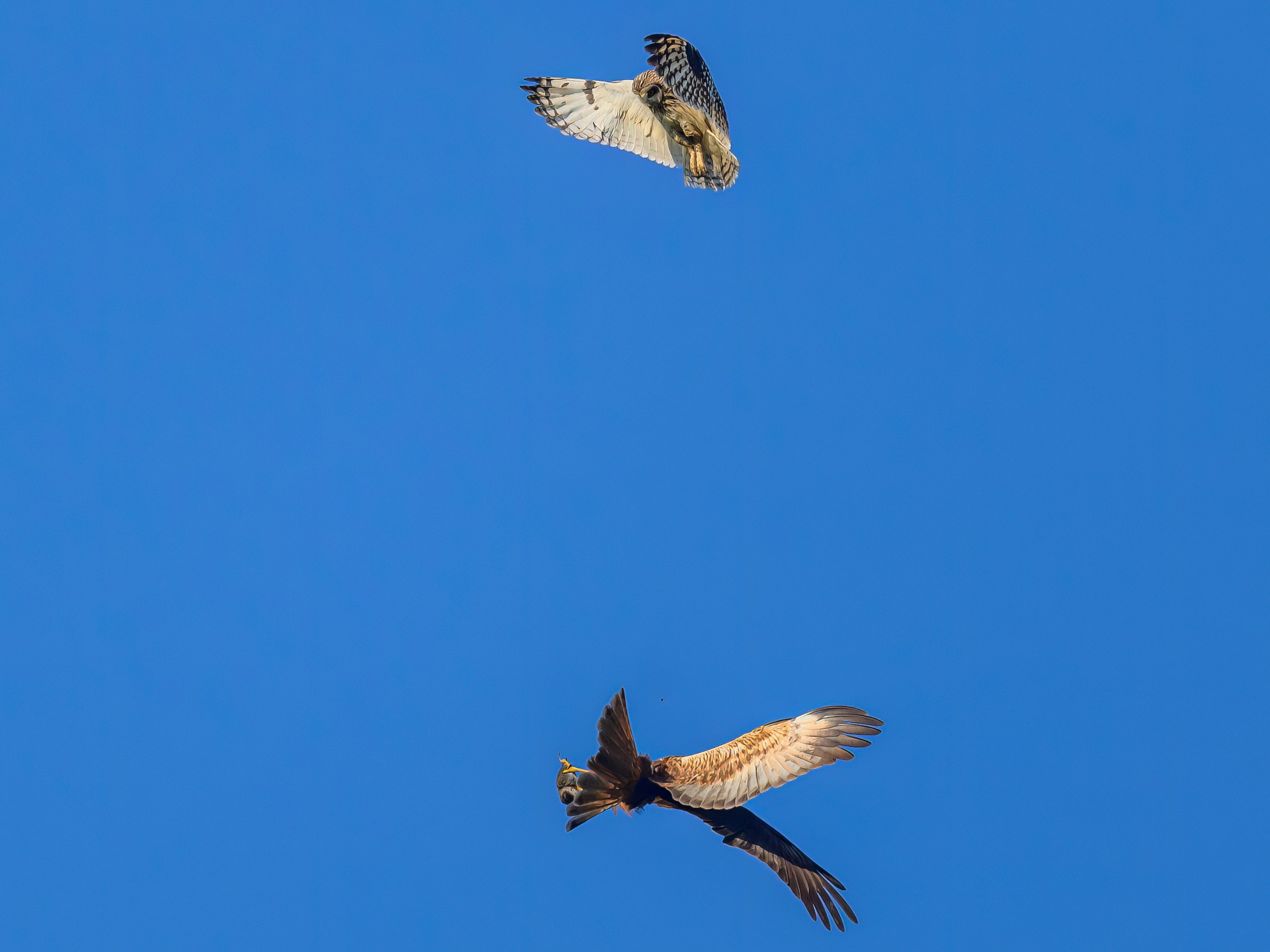 Грабеж средь бела дня. Сова отдает добычу луню. Wildlife photography by Sergey Puponin