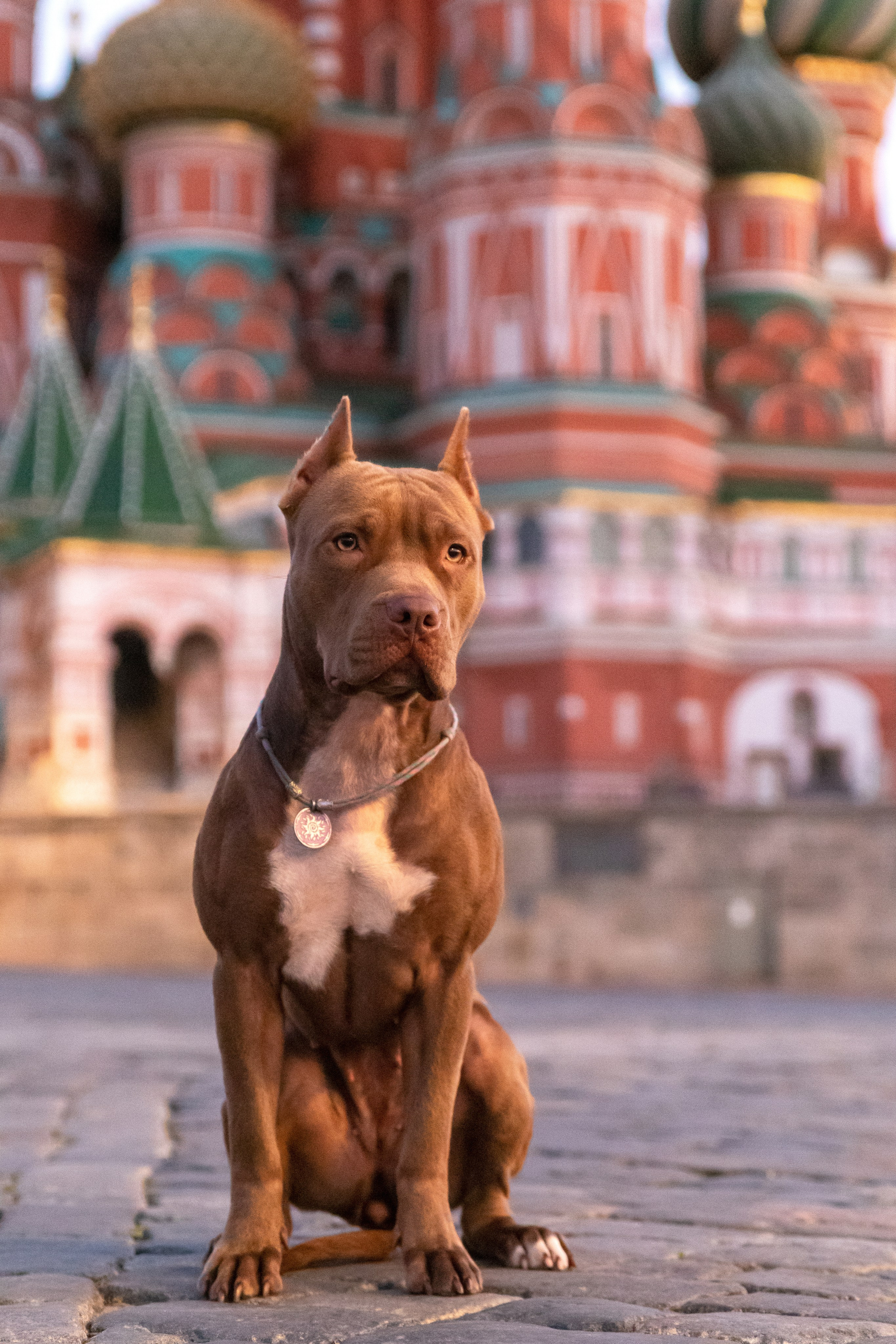 Прайтер Ума. Фотограф анималист и семейный фотограф в Москве Наталья Носова