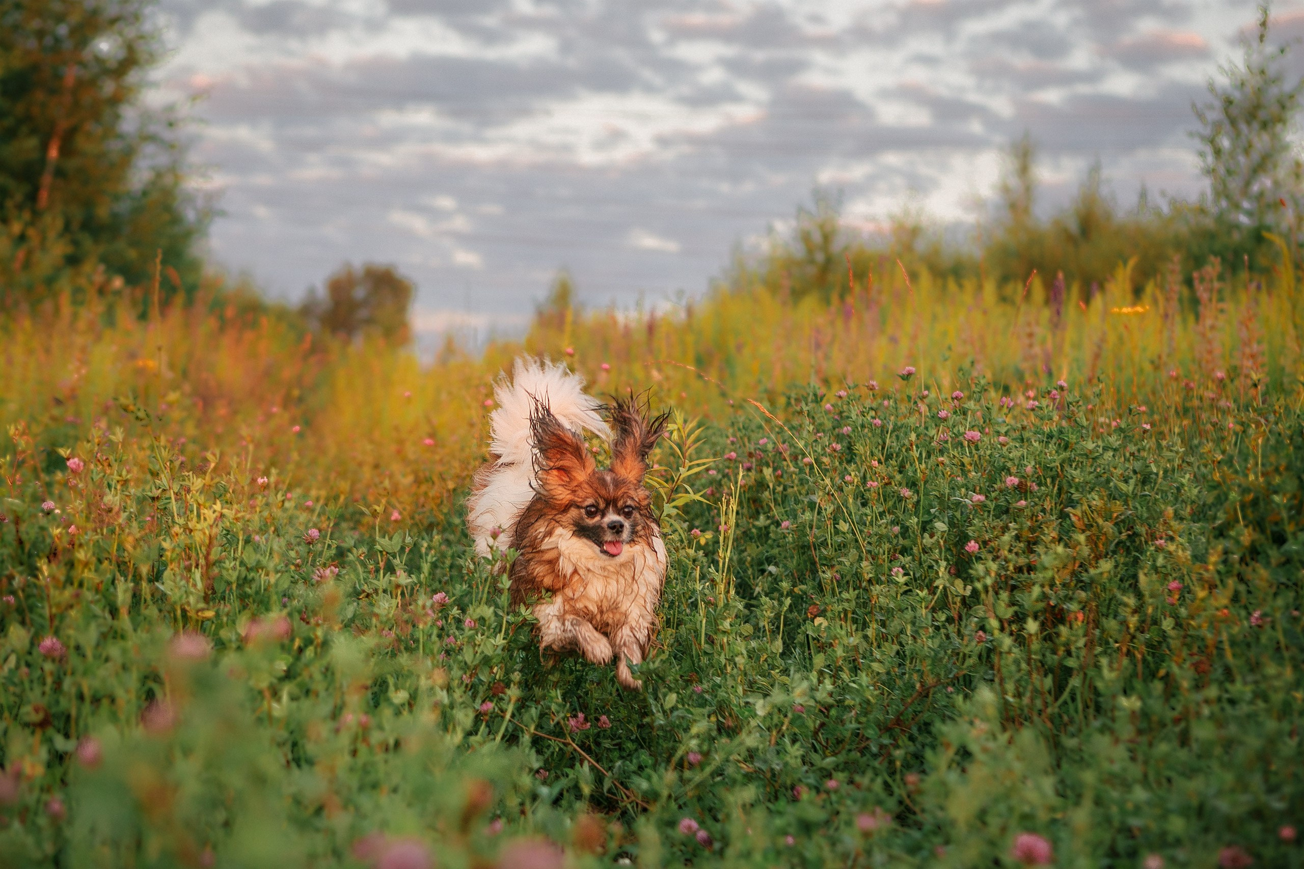 Таня и команда на рассвете. Фотограф анималист Кузнецова Анна Нижний Новгород