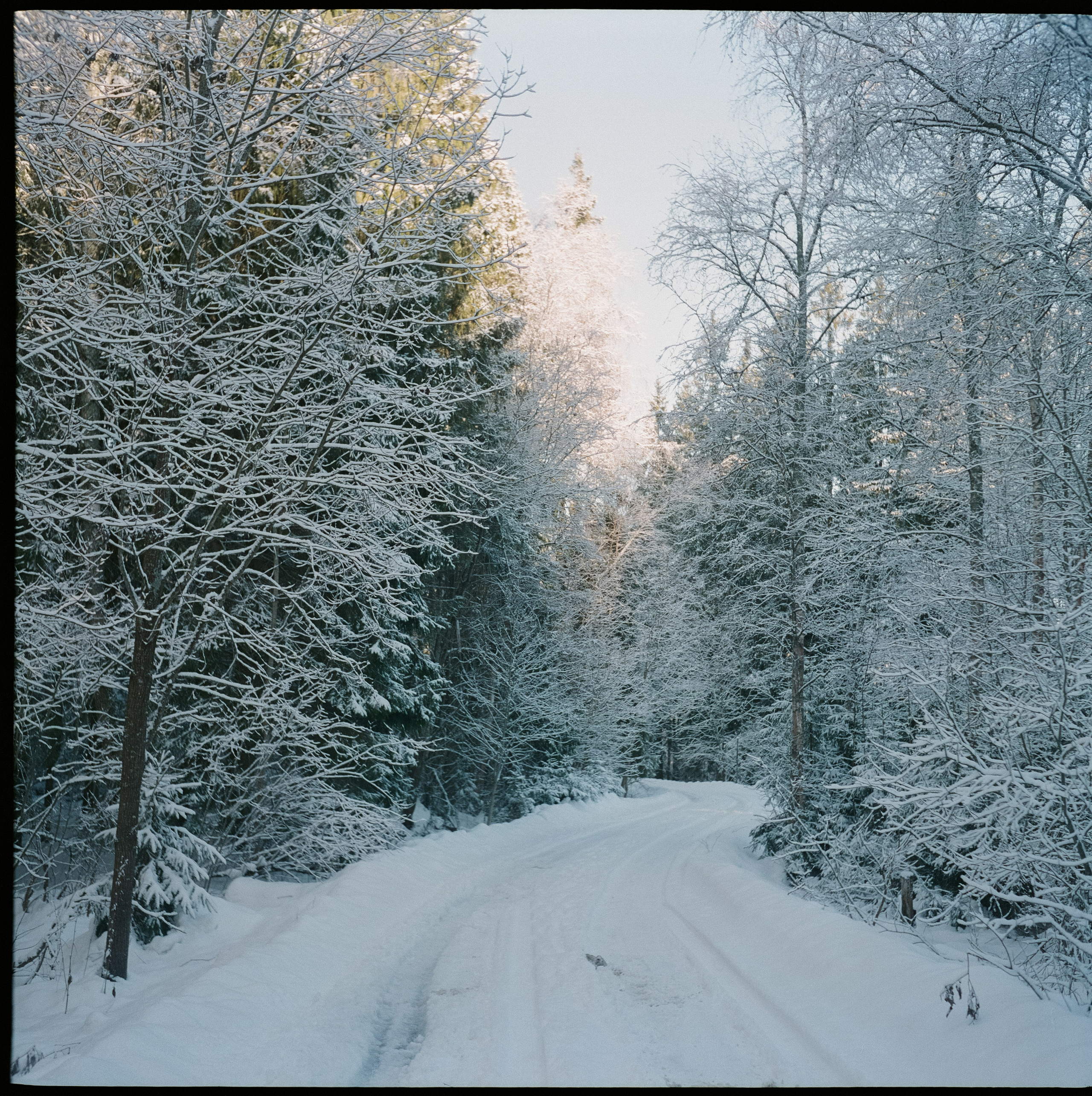 Fujicolor PRO 400H примеры фотографий