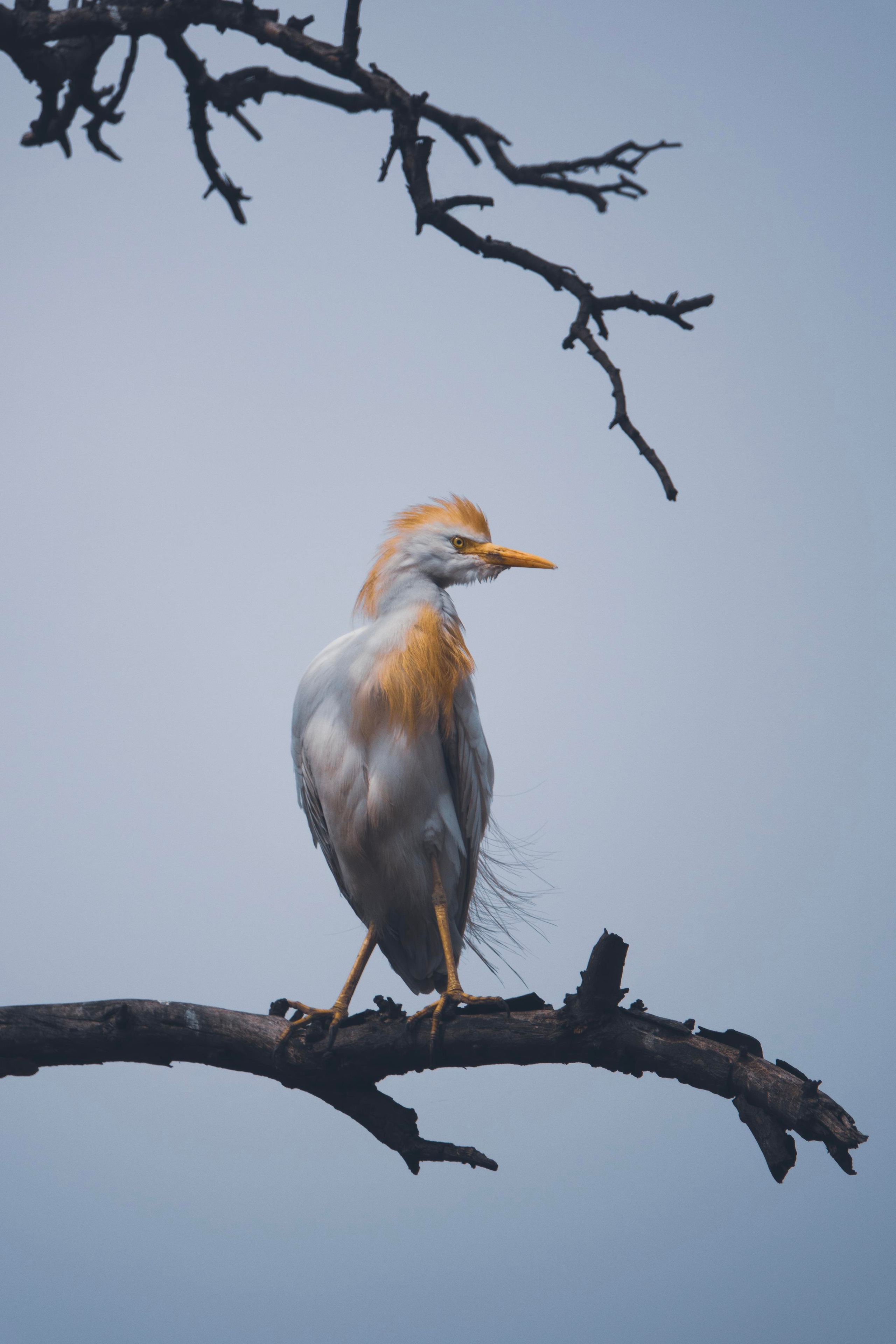 Анималистика. Фотограф в Москве Сергей Коршунов