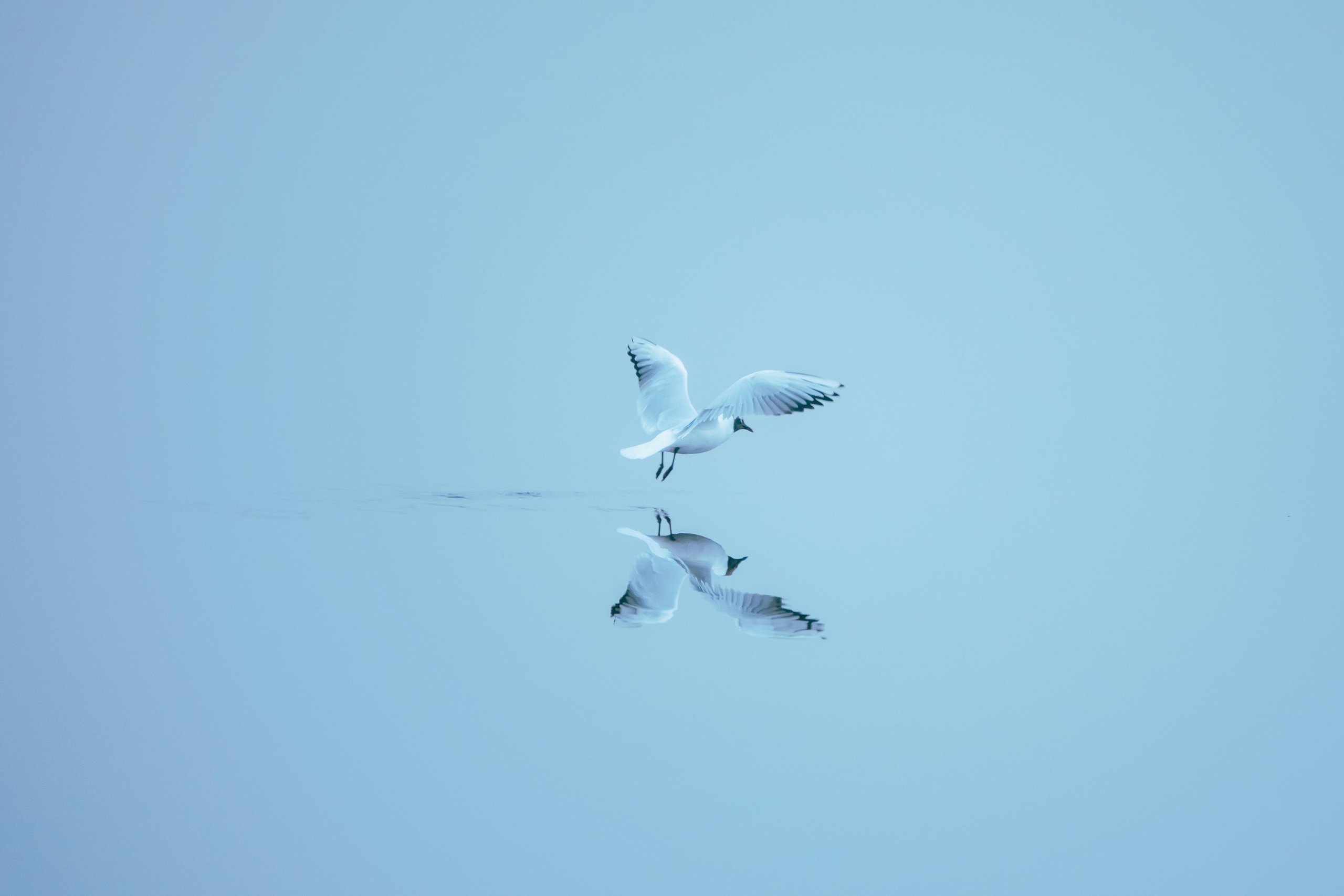 Анималистика. Фотограф в Москве Сергей Коршунов