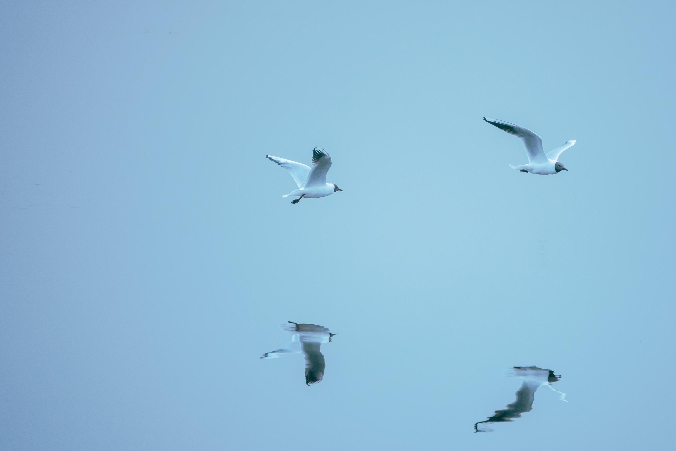 Анималистика. Фотограф в Москве Сергей Коршунов