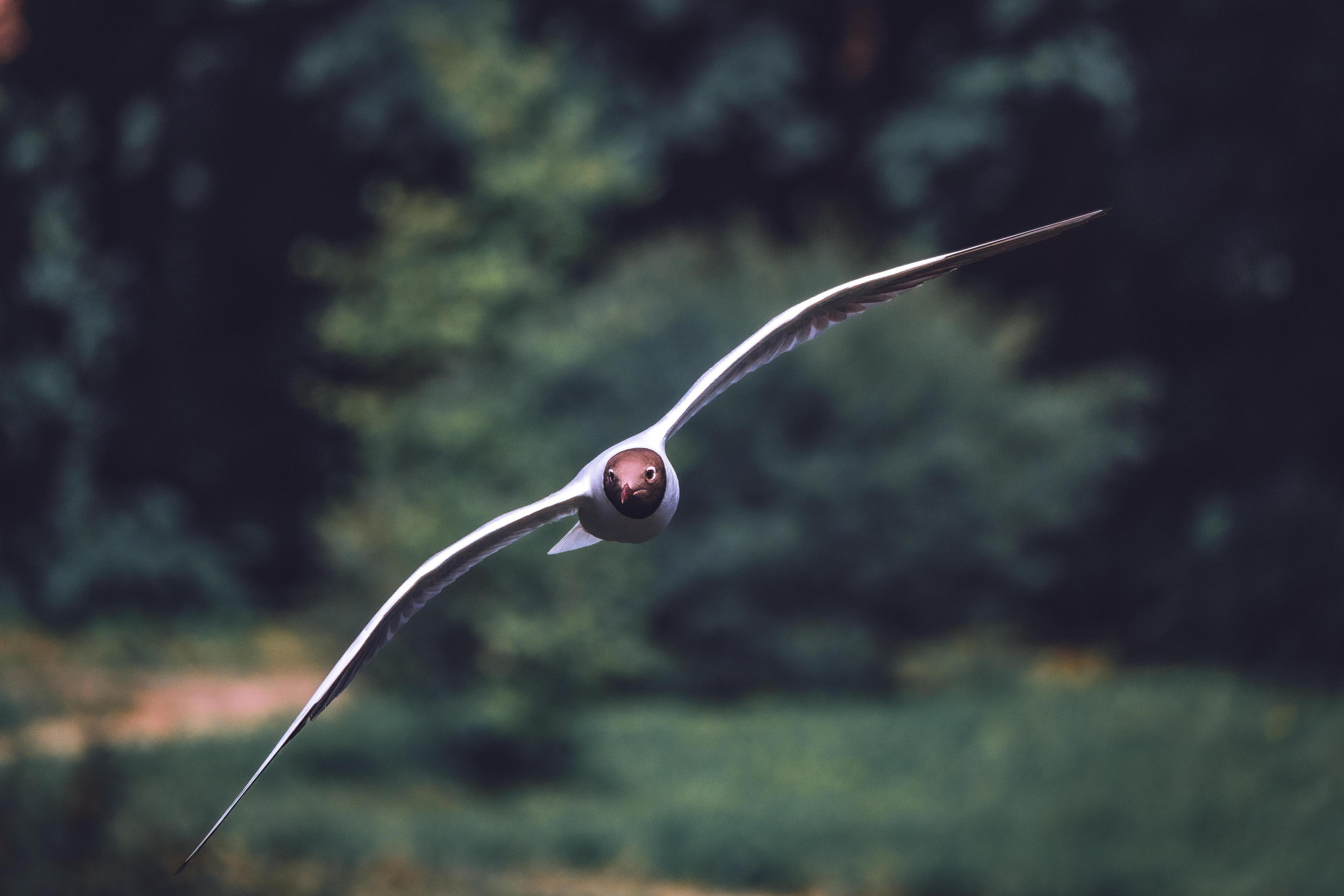 Анималистика. Фотограф в Москве Сергей Коршунов