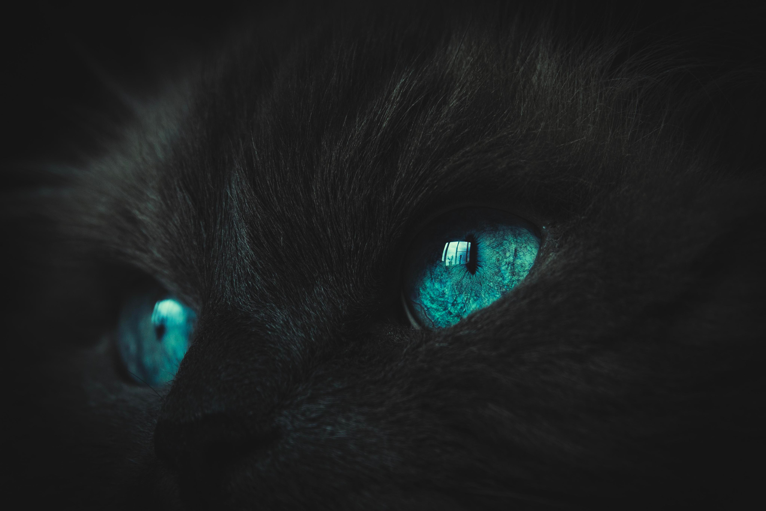 Анималистика. Фотограф в Москве Сергей Коршунов