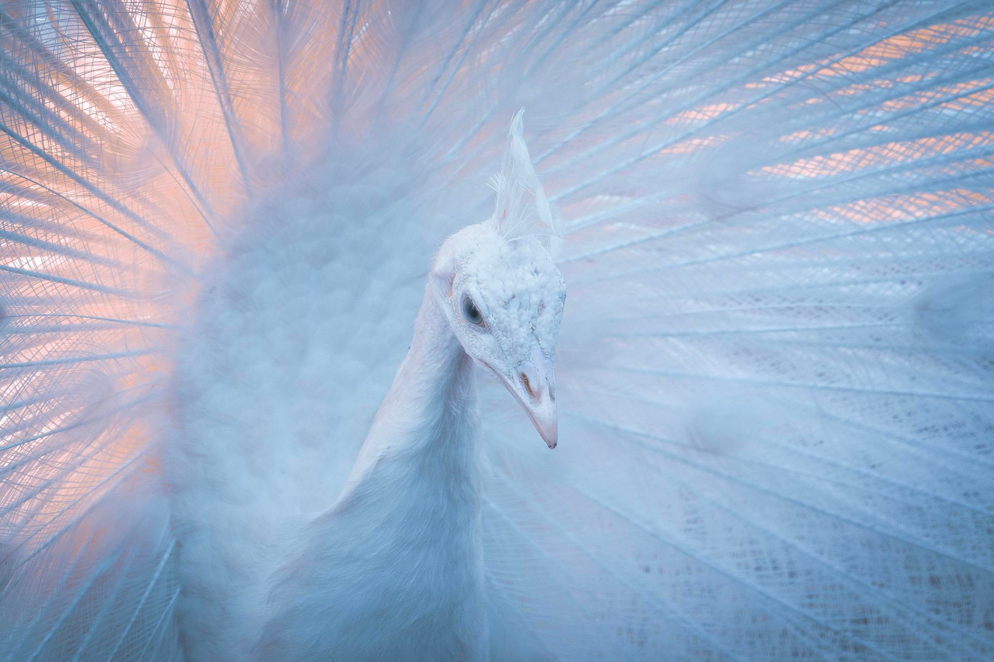 Анималистика. Фотограф в Москве Сергей Коршунов